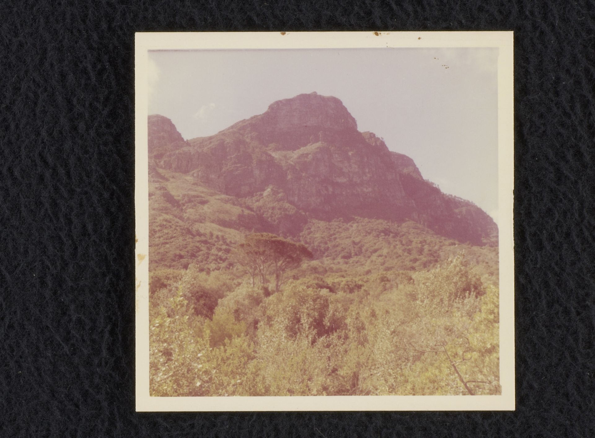 Boslandschap, mogelijk in Zuid-Afrika by Willem Jacob van den Berg