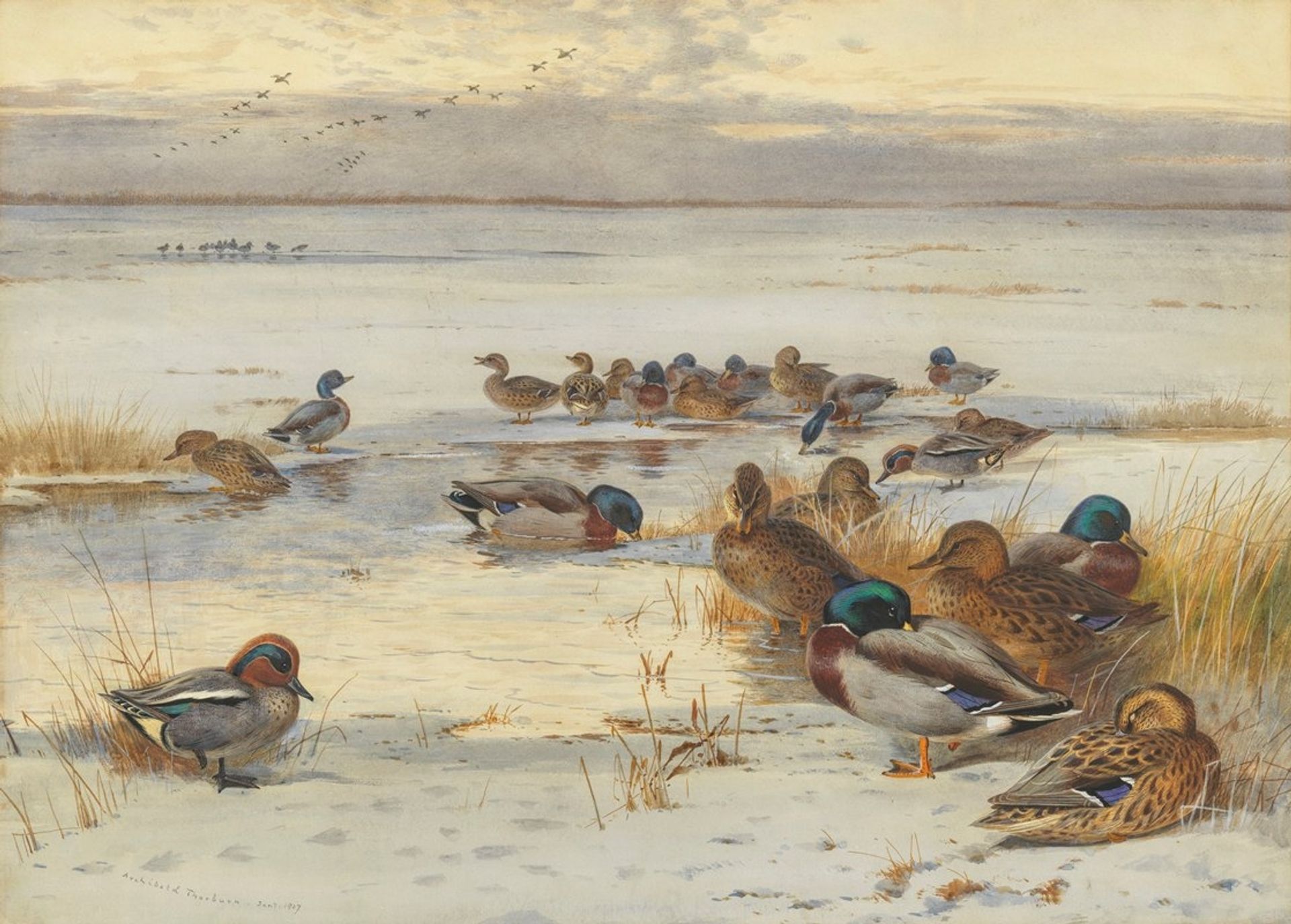 Mallard and teal on a snowy marsh by Archibald Thorburn