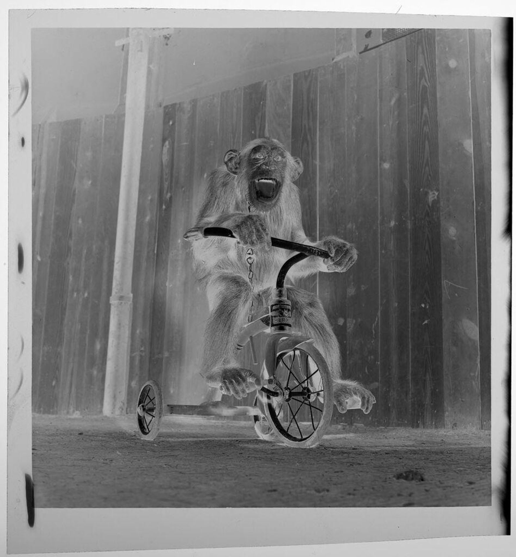 Untitled (monkey on tricycle) by Jack Gould