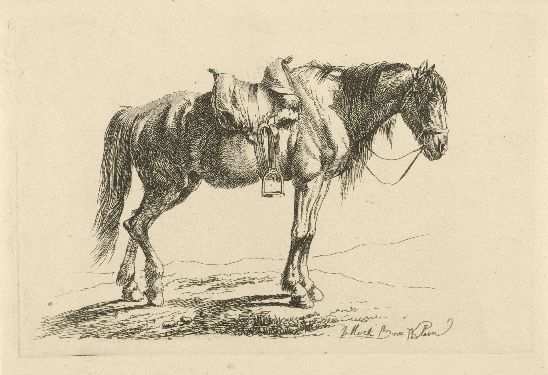 Gezadeld paard naar rechts by Johannes Mock