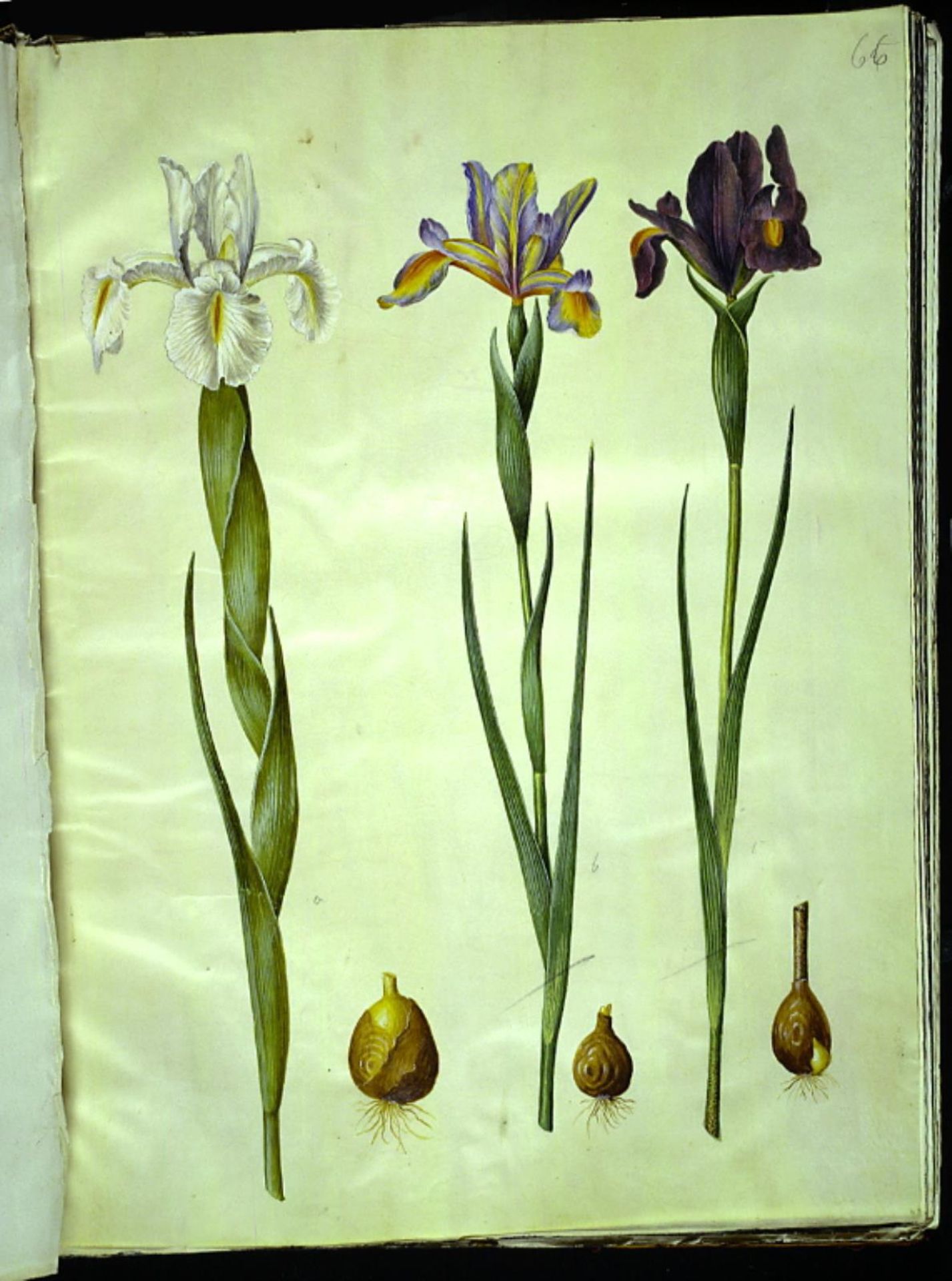 Iris latifolia (engelsk iris); Iris xiphium (spansk iris) by Hans Simon Holtzbecker