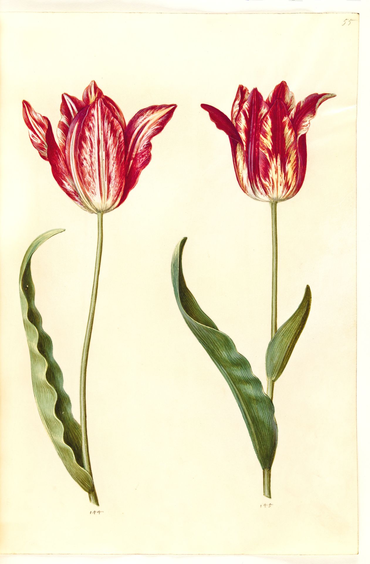 Tulipa gesneriana (have-tulipan) by Hans Simon Holtzbecker