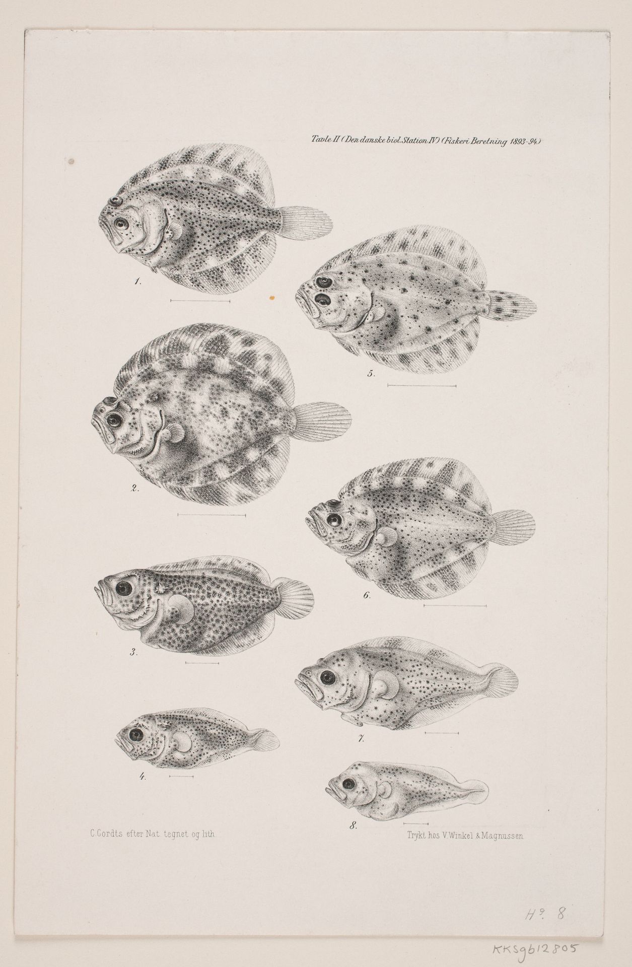 Naturhistorisk tegning by Carl Christian Larsen Cordts