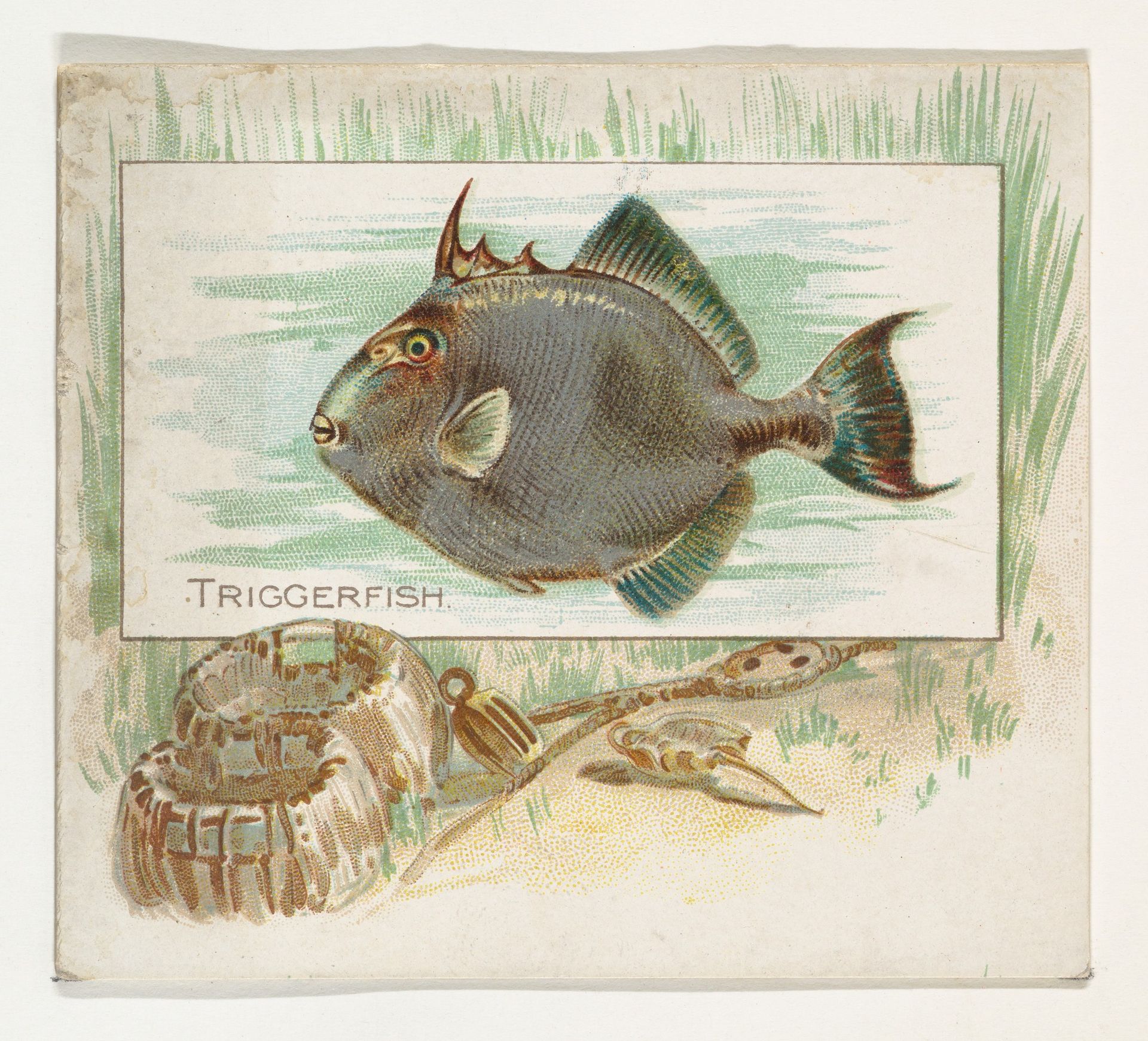 Triggerfish, from Fish from American Waters series (N39) for Allen & Ginter Cigarettes by Allen & Ginter
