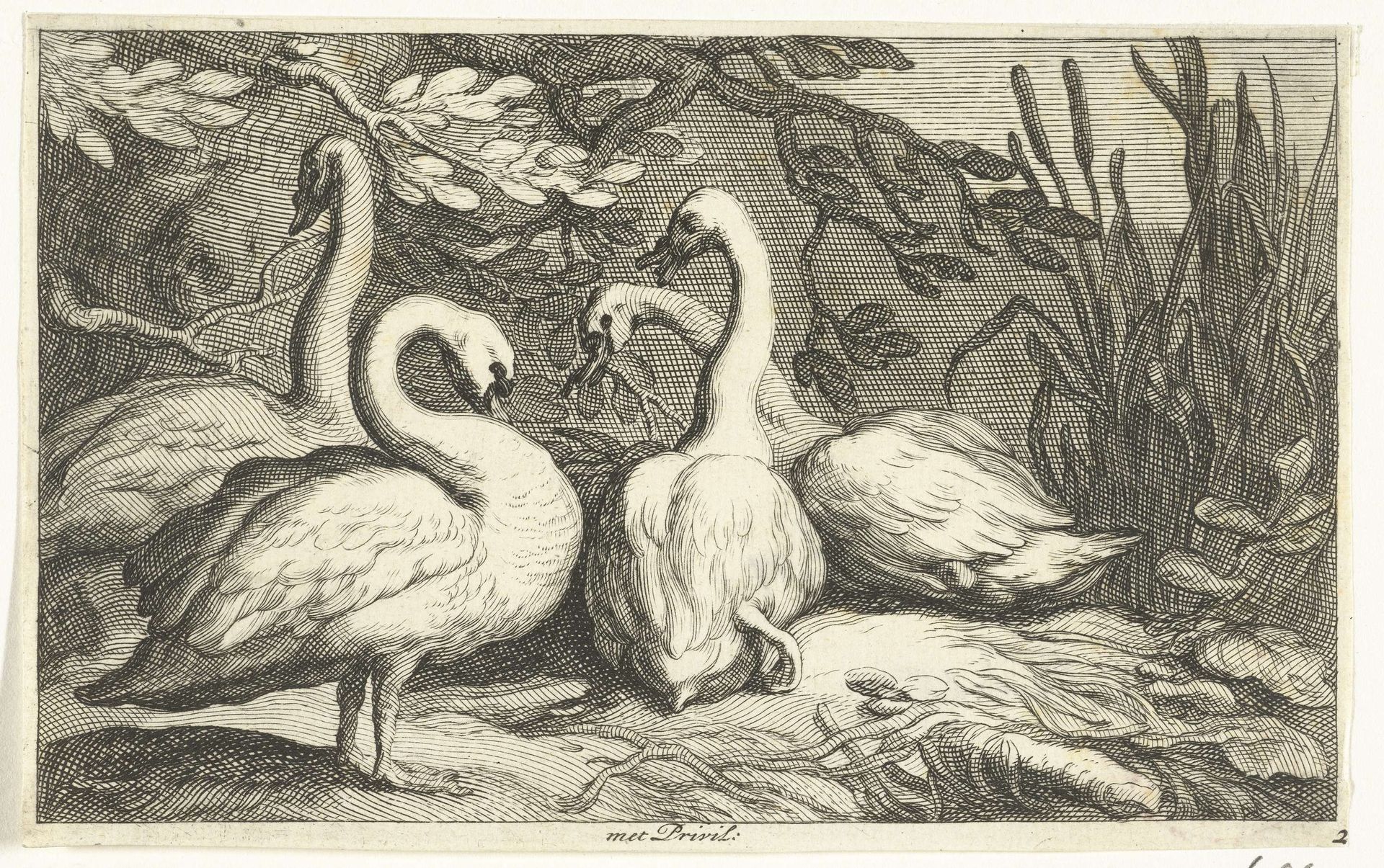 Vier zwanen by Frederick Bloemaert