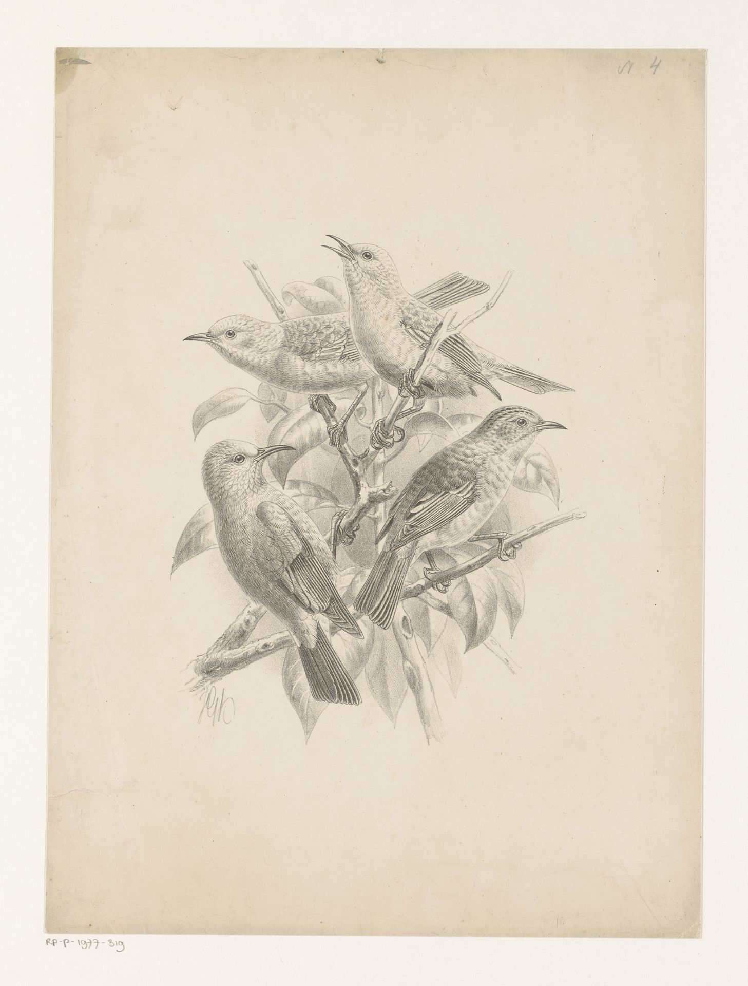 Vier vogels by Johannes Gerardus Keulemans