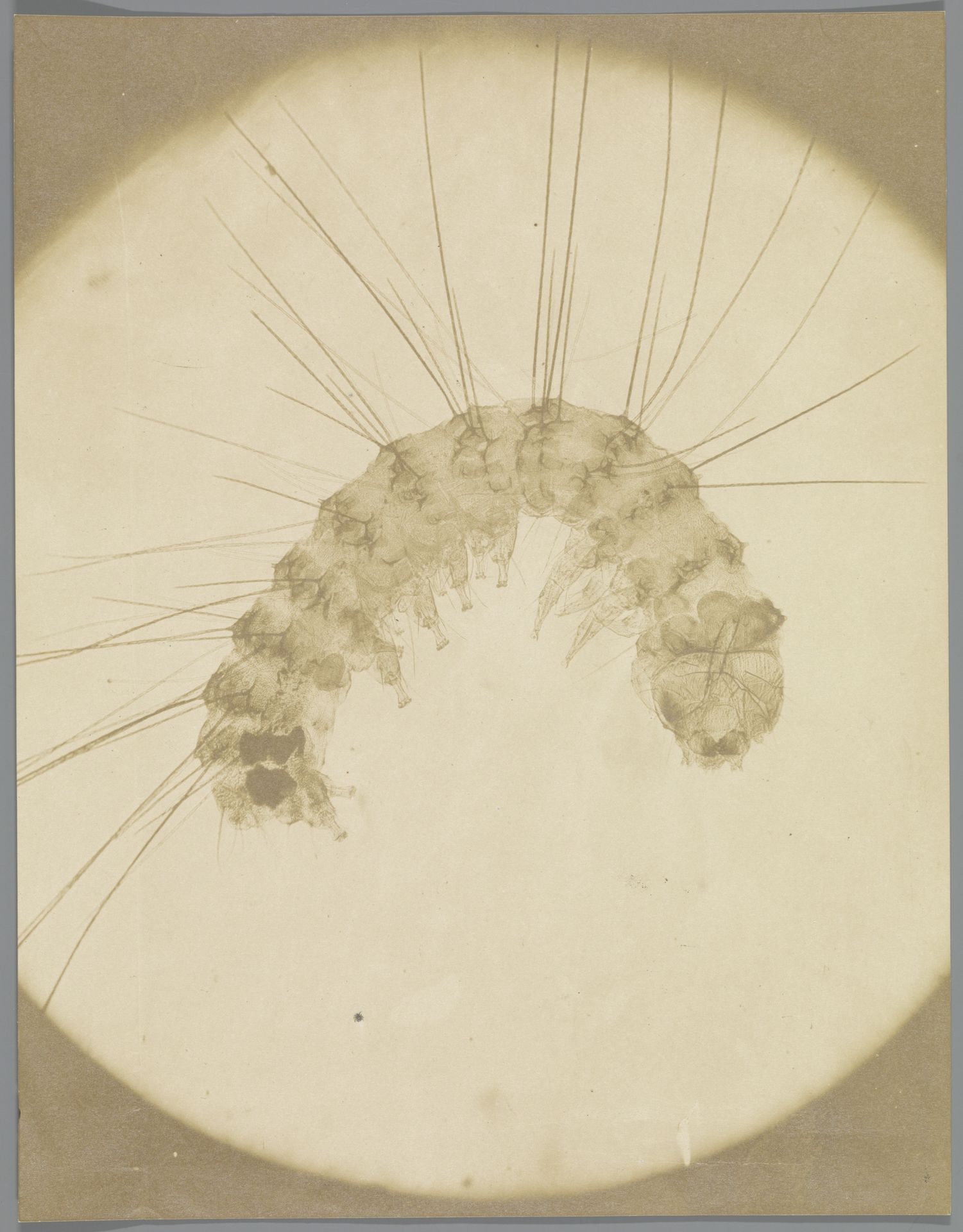 Microscopische opname van een insect by Anonymous
