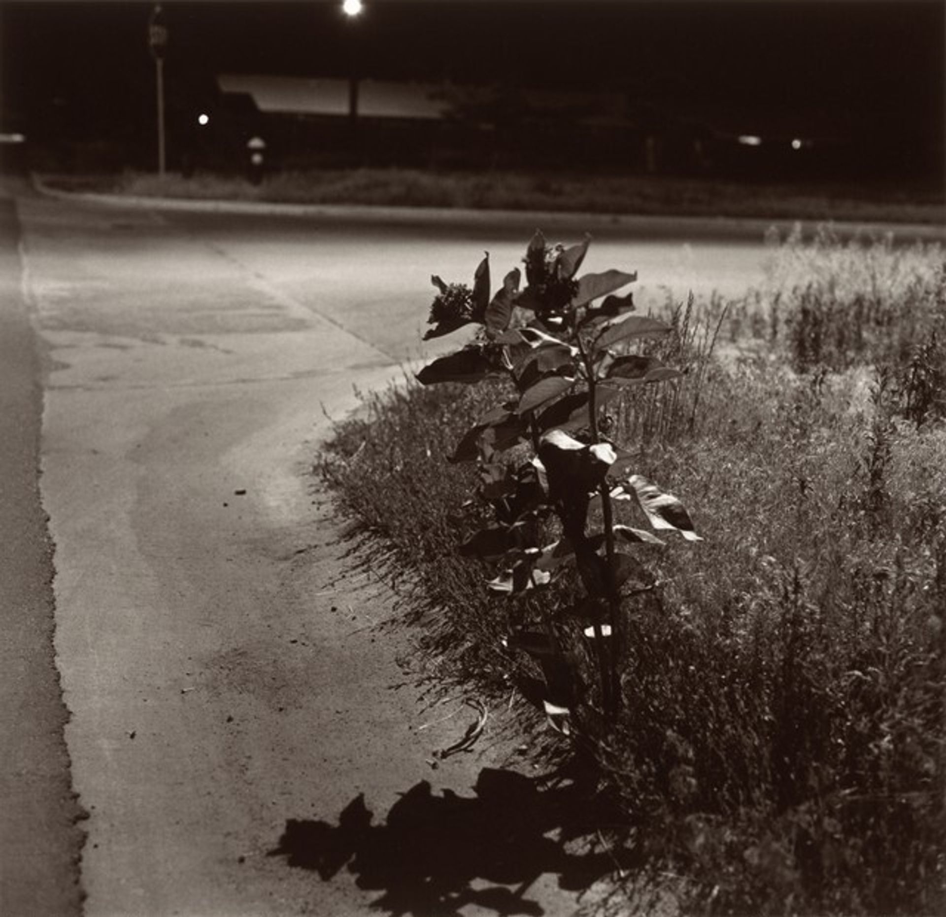 Longmont, Colorado by Robert Adams