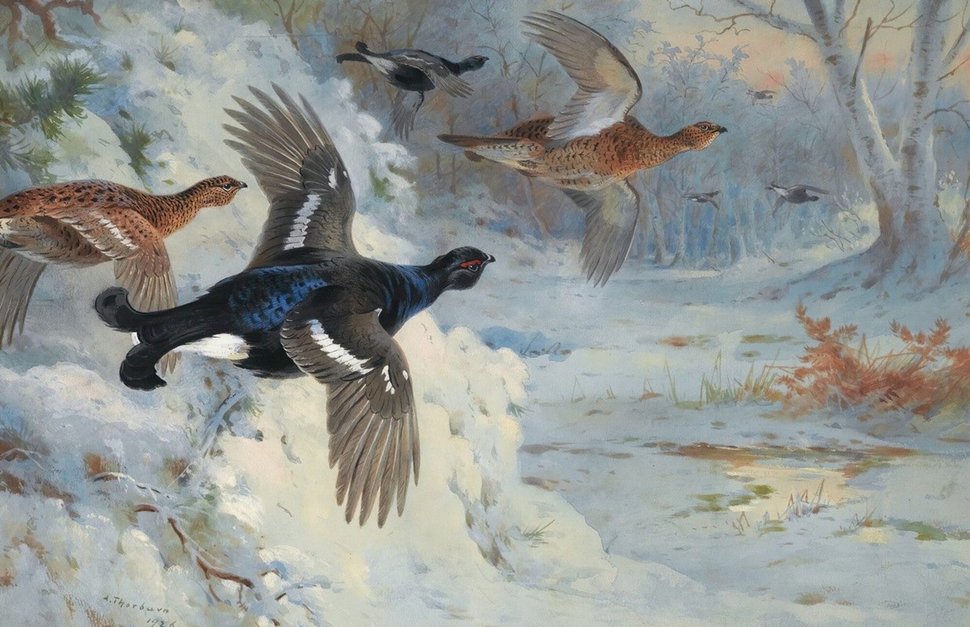 Through The Snowy Coverts-Blackgame by Archibald Thorburn