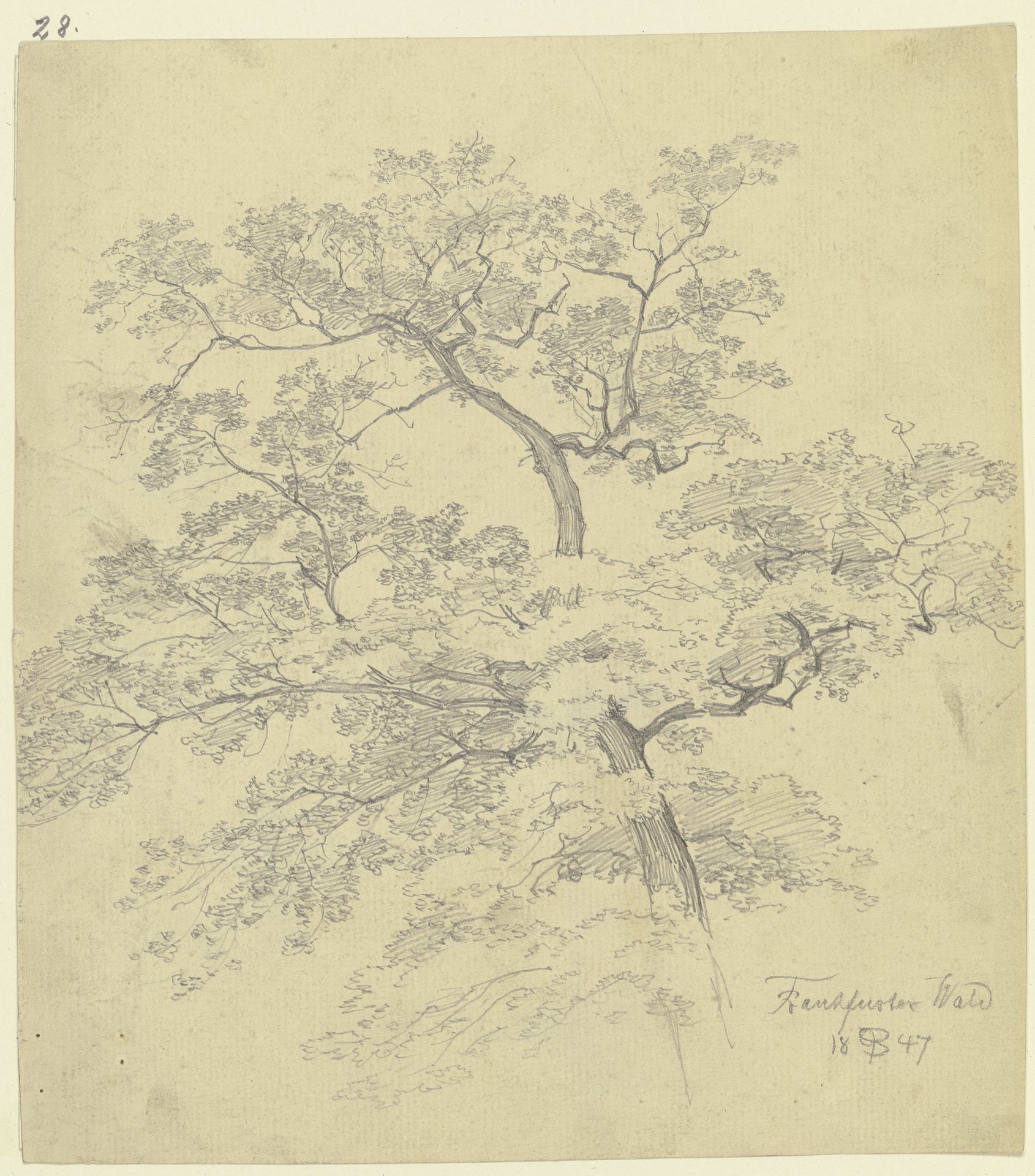 Treetop by Peter Becker