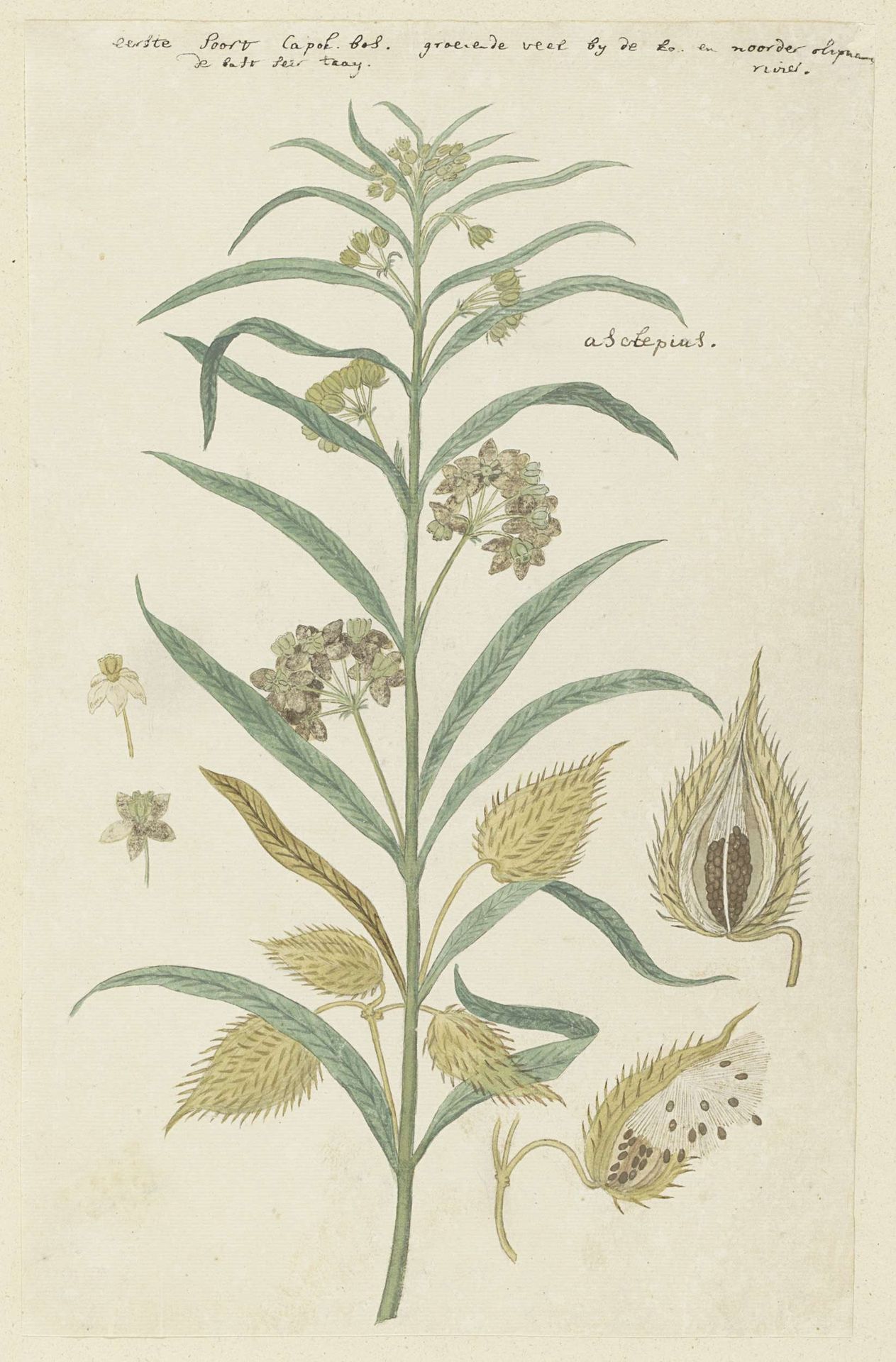 Gomphocarpus fruticosus, formerly Asclepias fruticosa (Tennis-ball milkweed) by Robert Jacob Gordon