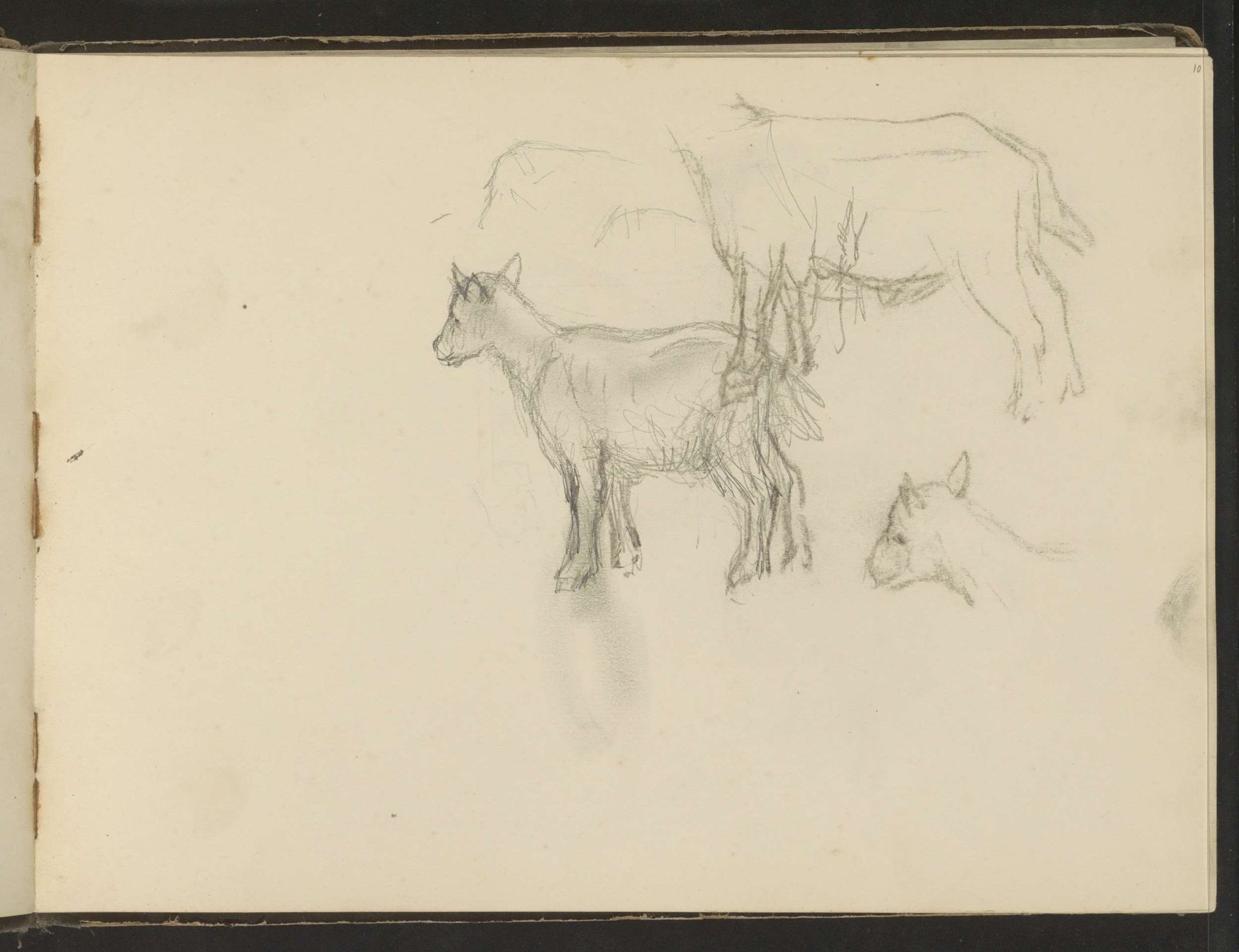Geiten en een geitenkop by Albert Neuhuys