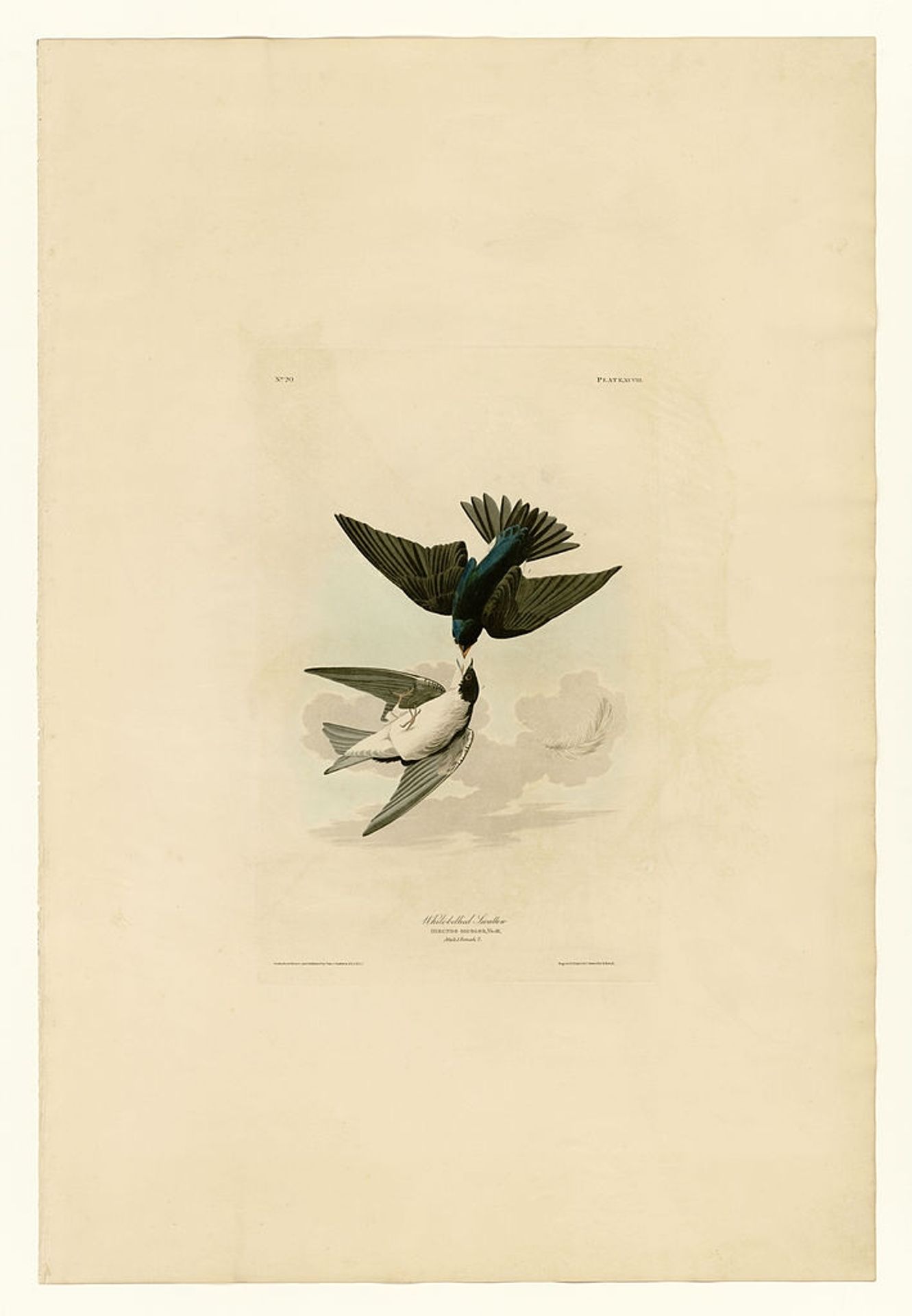 Plate 98 White-bellied Swallow by John James Audubon