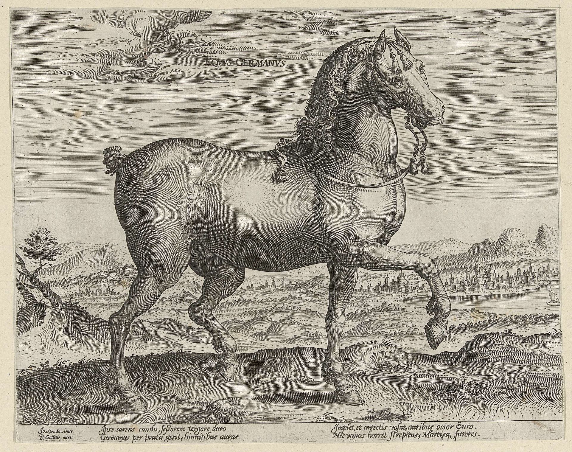 Hengst uit Duitsland by Hendrick Goltzius
