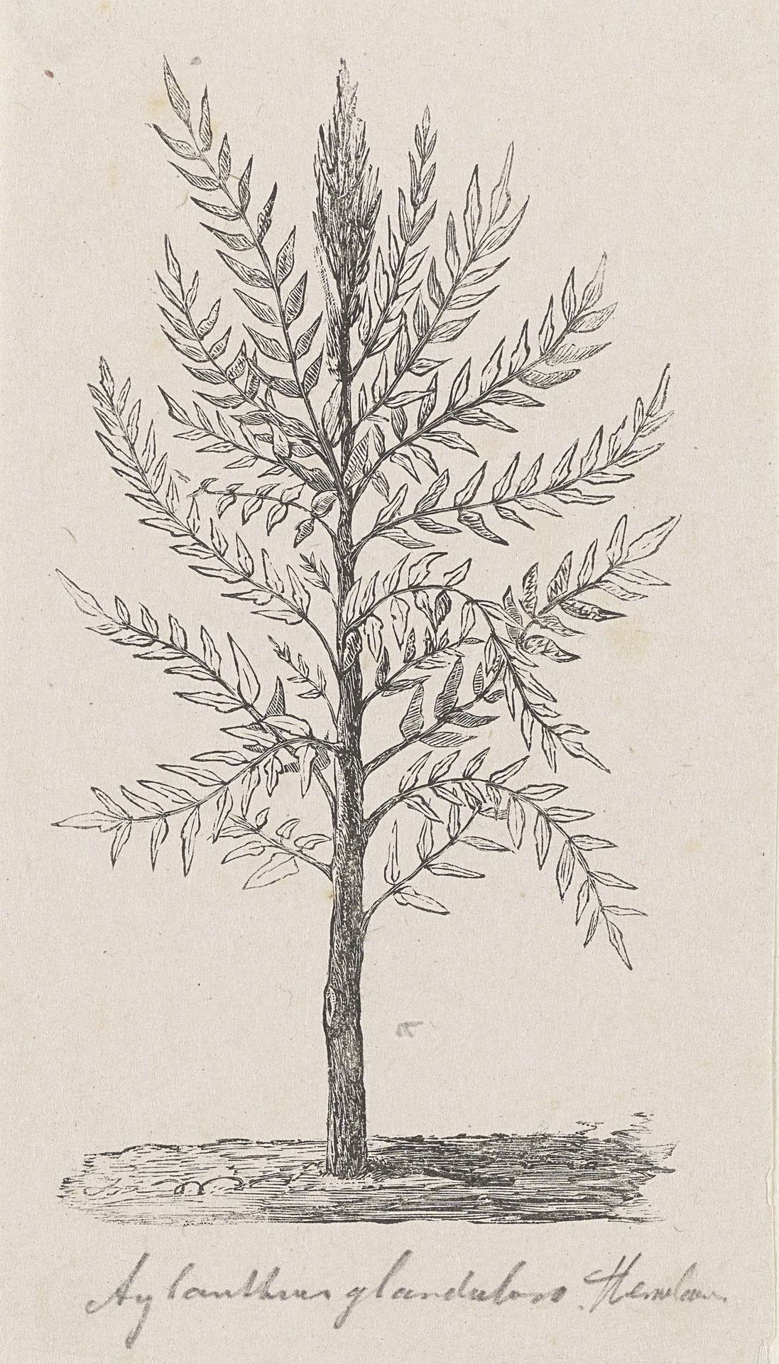 Boom met bladeren by Isaac Weissenbruch