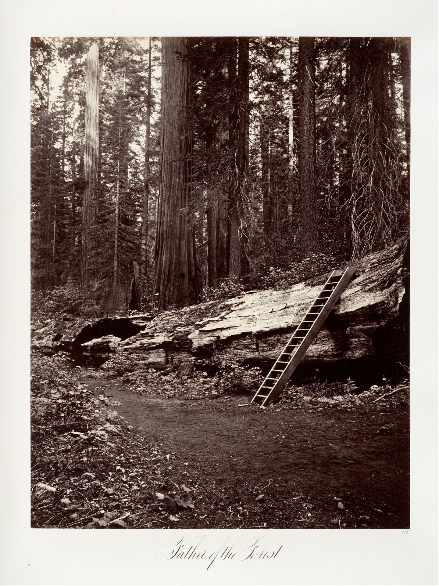 Father of the Forest by Carleton E. Watkins