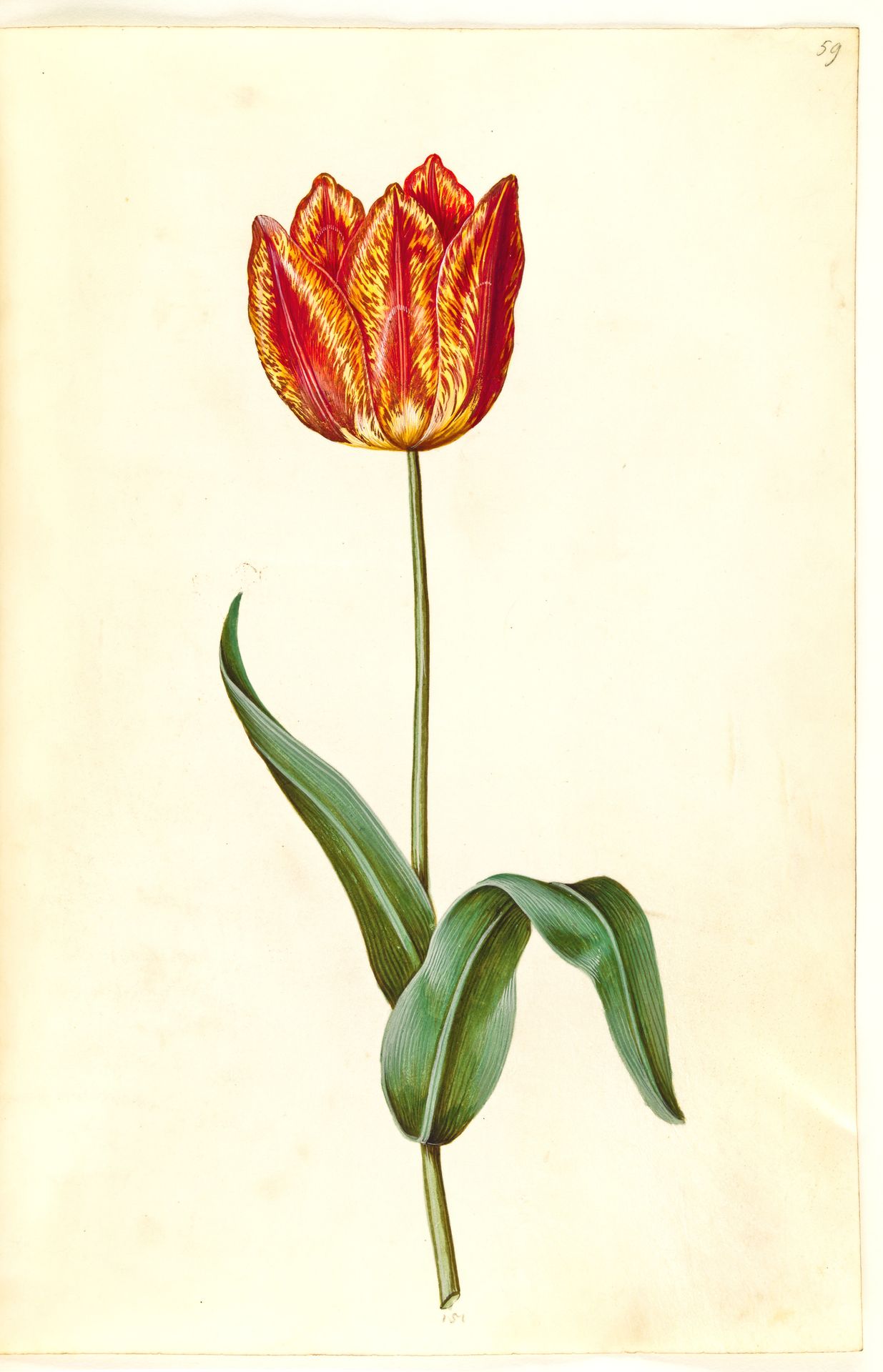 Tulipa gesneriana (have-tulipan) by Hans Simon Holtzbecker