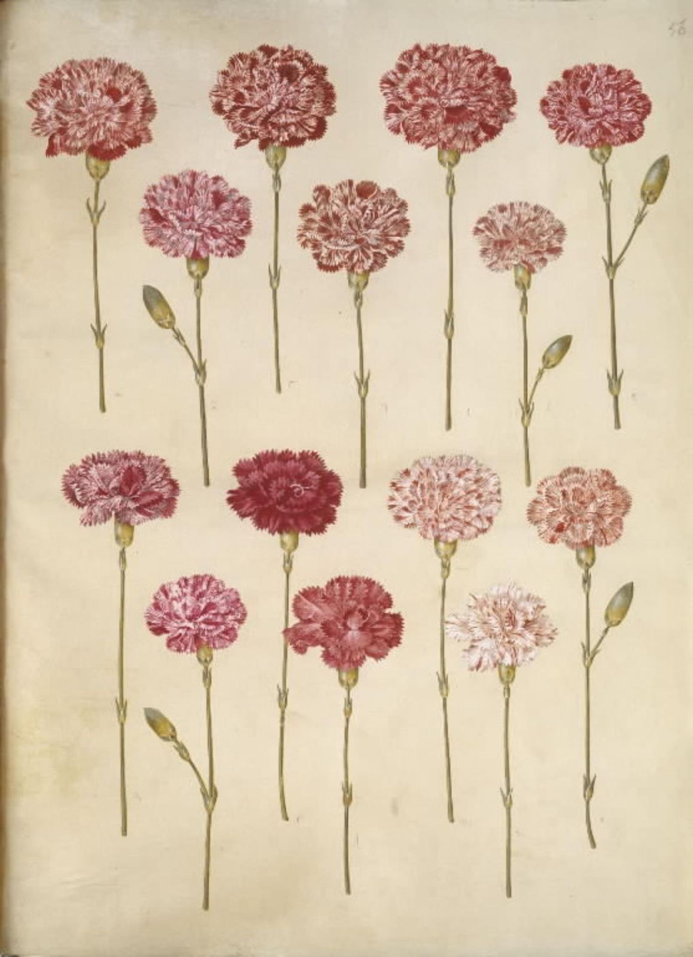 Dianthus caryophyllus (have-nellike) by Hans Simon Holtzbecker