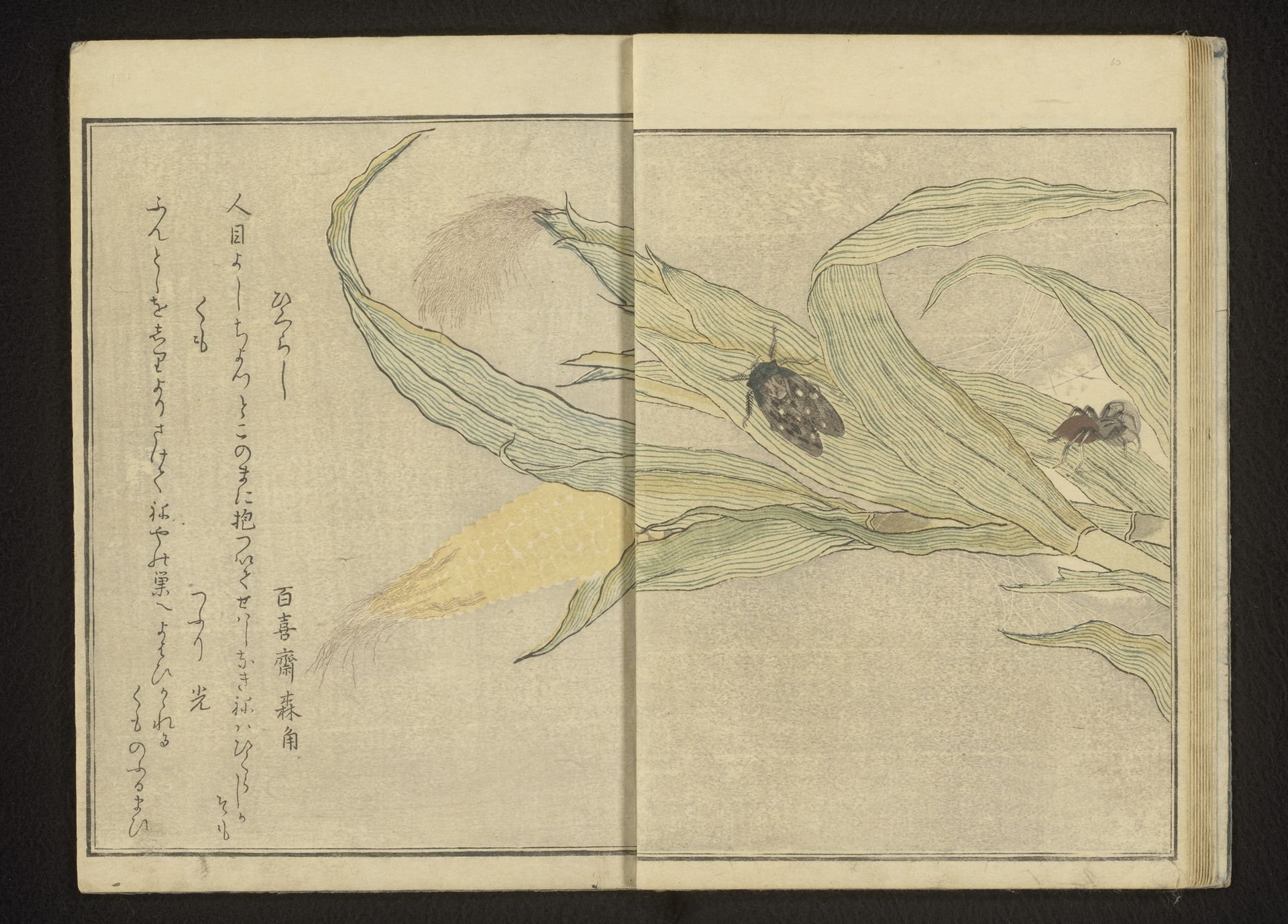 Cicada and spider on corn by Kitagawa Utamaro