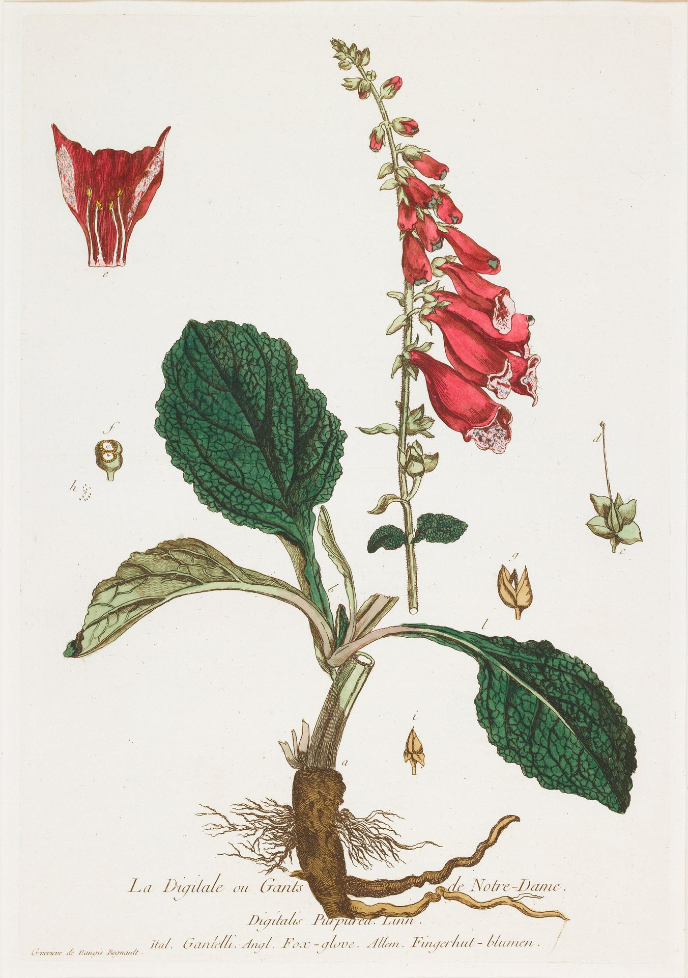 La Digitale (Foxglove) by Nicolas François Regnault