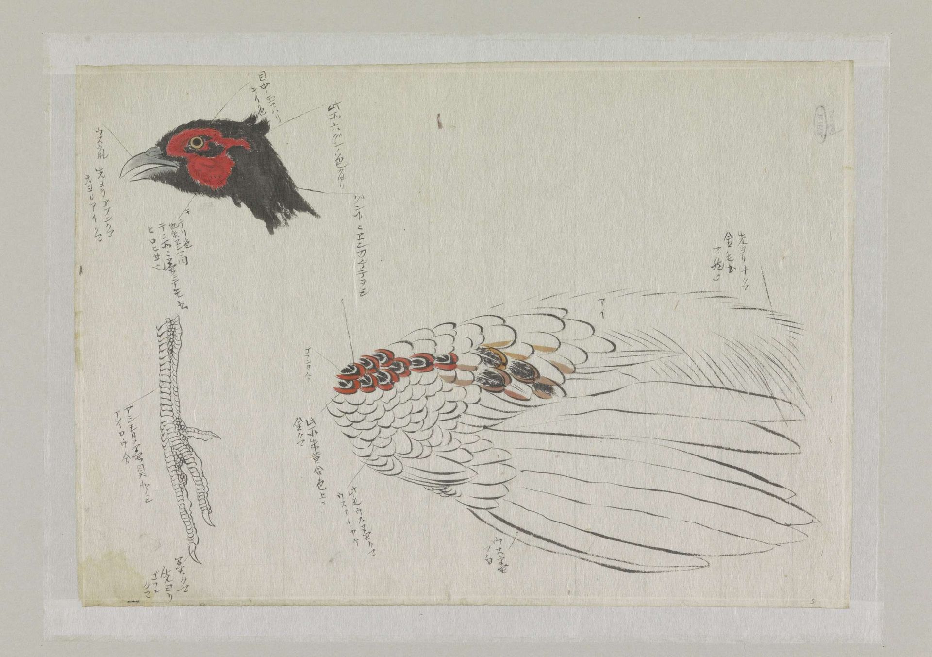 Schetsblad met studies van een fazant by Ishikawa Kazan