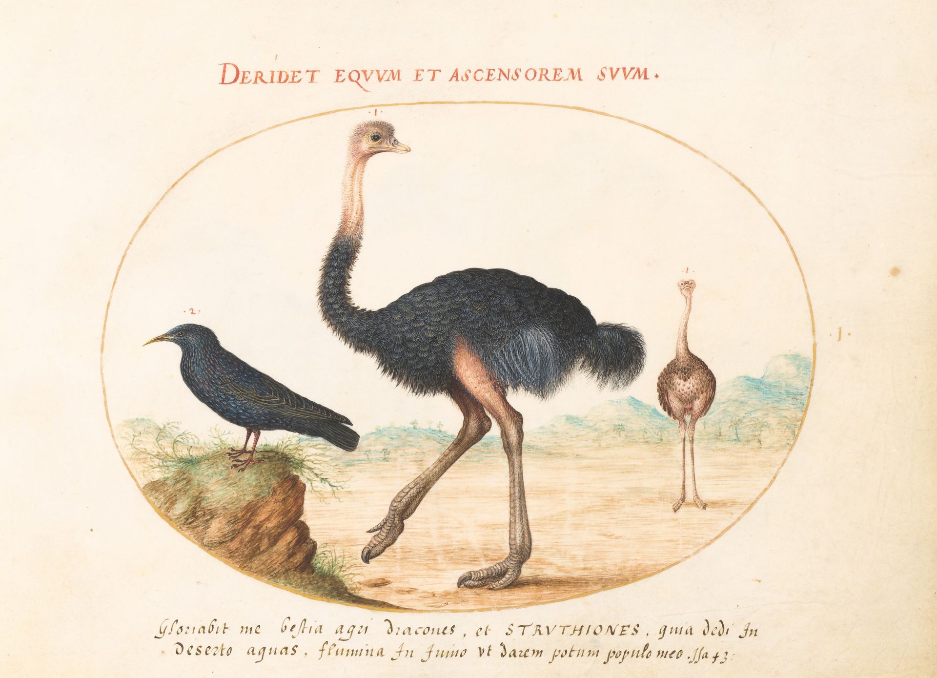Plate 1: Two Ostriches and a Starling by Joris Hoefnagel