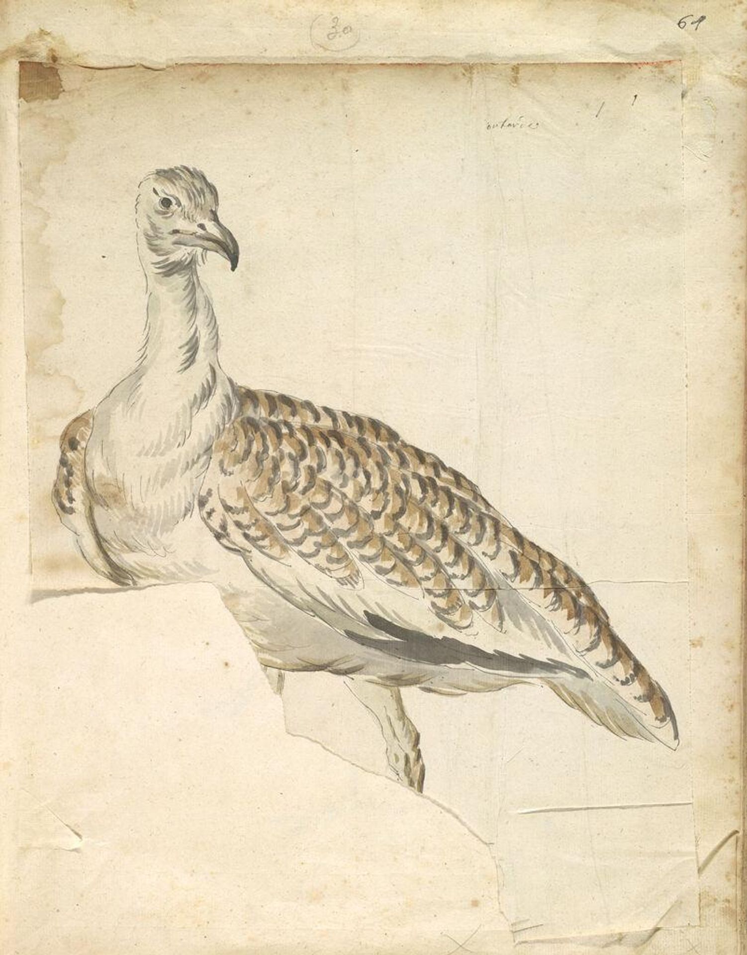 Bustard; verso: blank by Jean-Baptiste Oudry