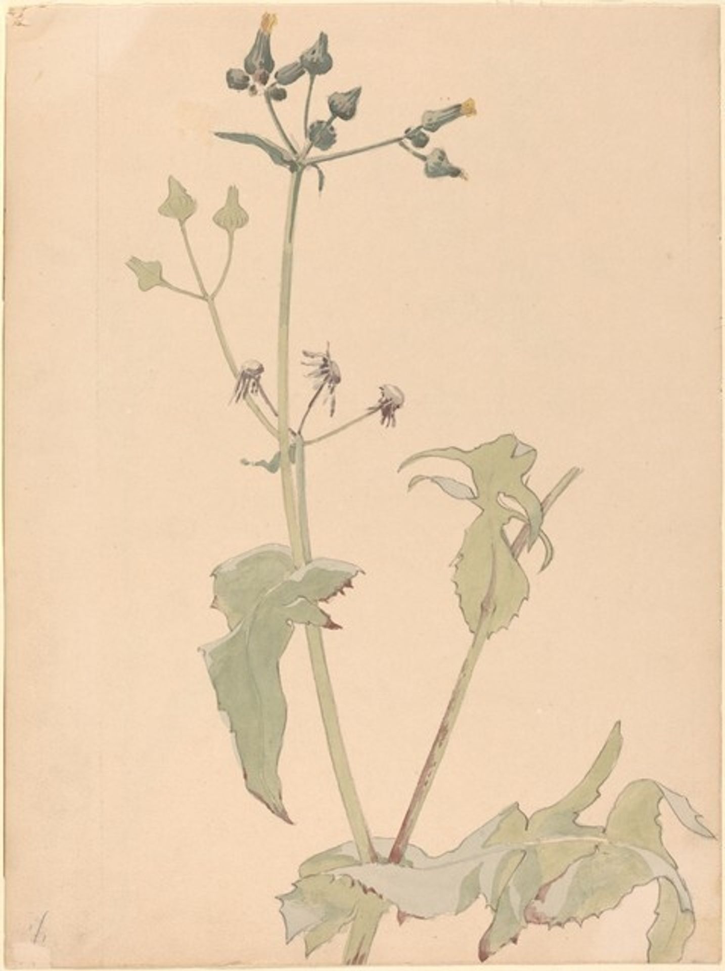 Botanical-Milt by Karel Vitezslav Masek