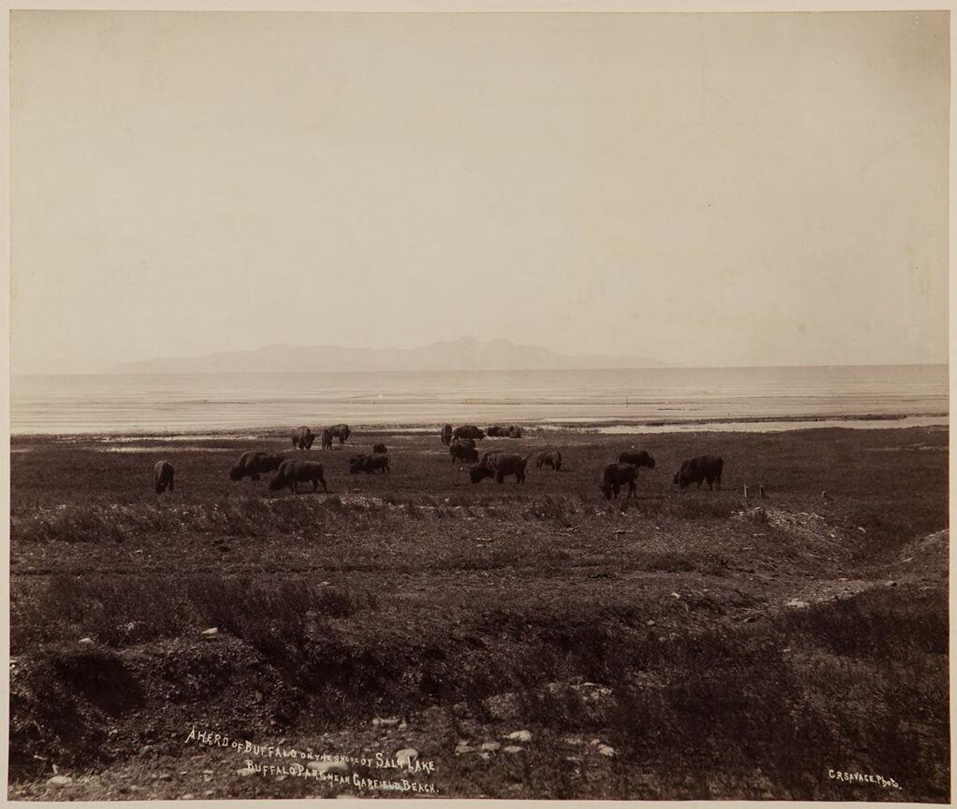 A Herd of Buffalo on the Shore of Salt Lake by Charles Roscoe Savage