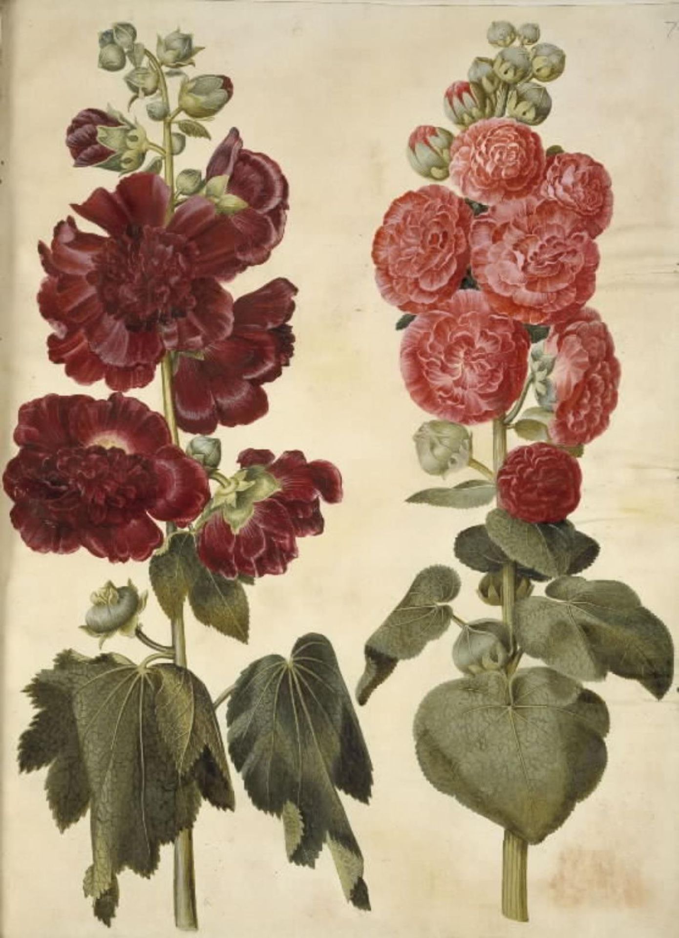 Alcea rosea (have-stokrose) by Hans Simon Holtzbecker