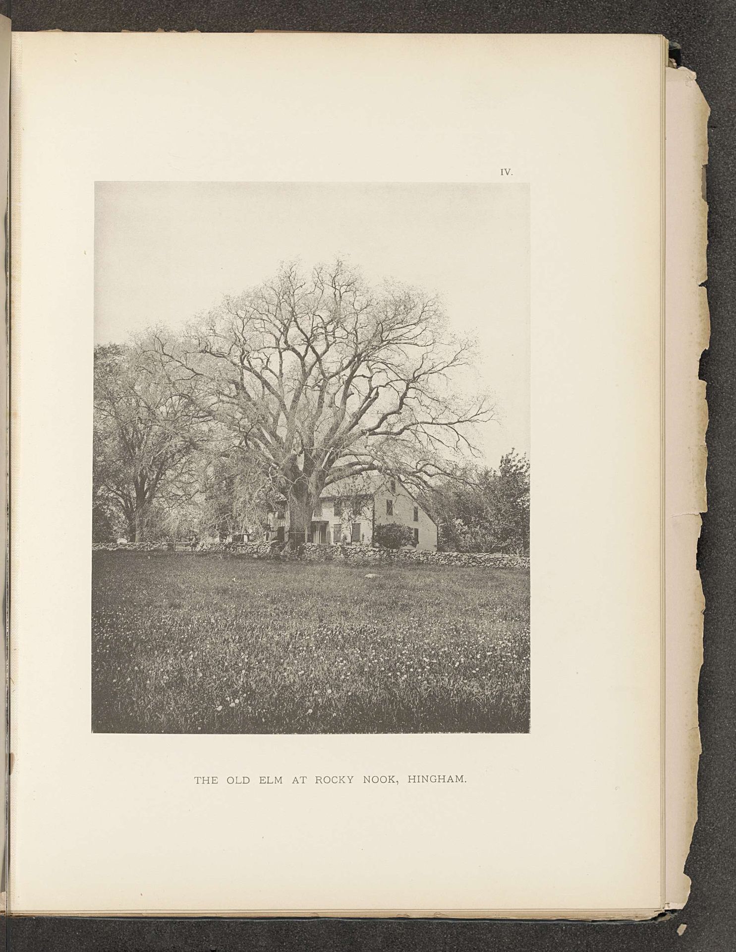 The old elm at Rocky Nook, Hingham by Henry Brooks