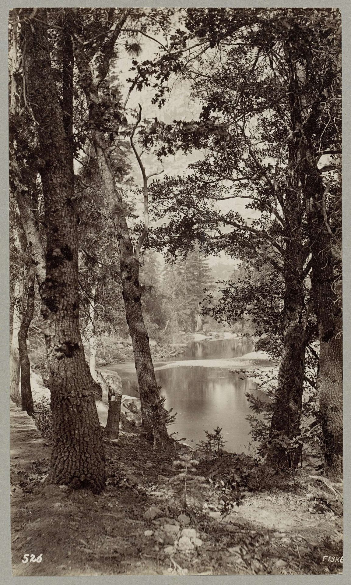 Bomen aan de oever van een water in de Verenigde Staten by George Fiske