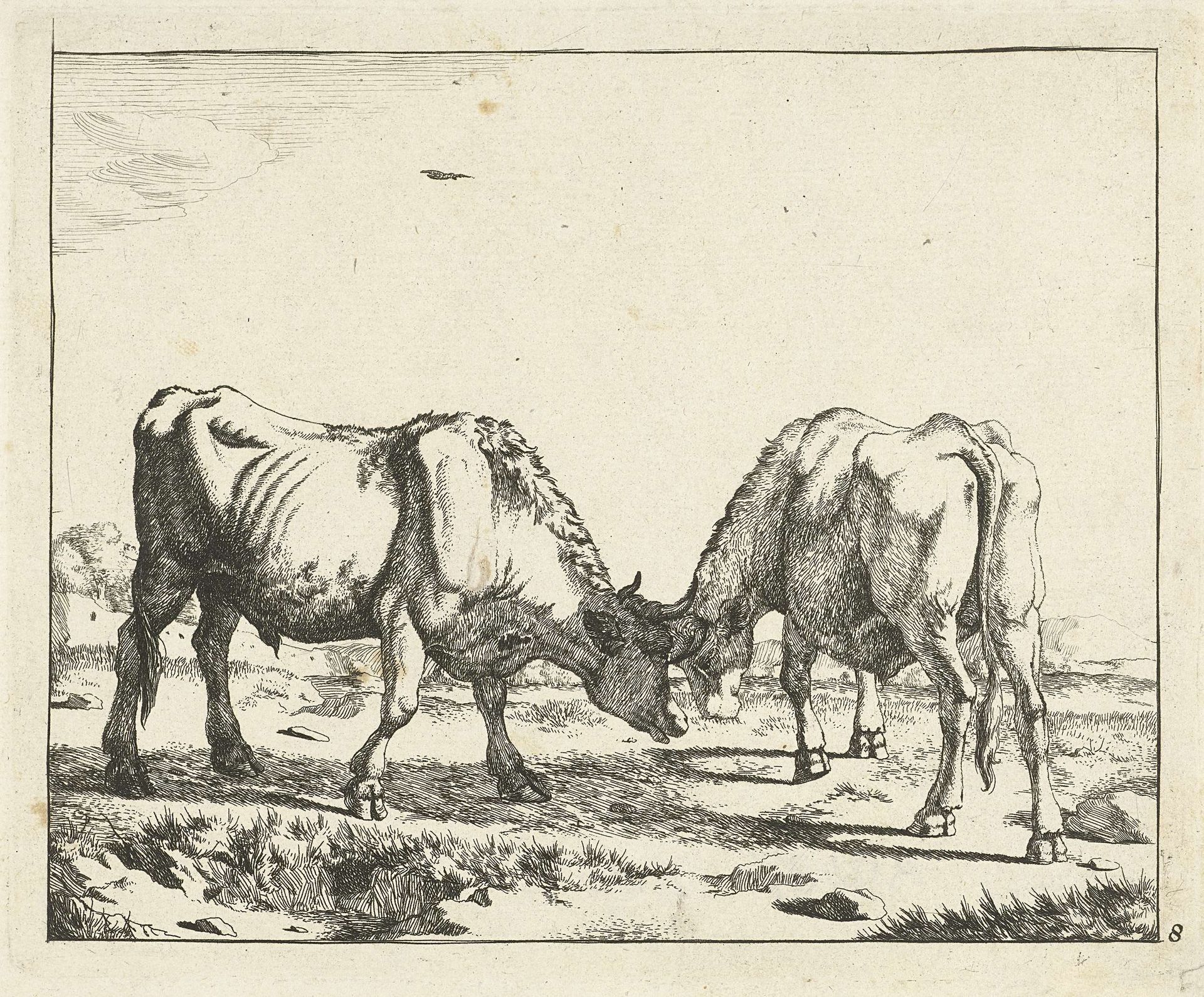 Twee stieren, de koppen bijeen by Marcus de Bye