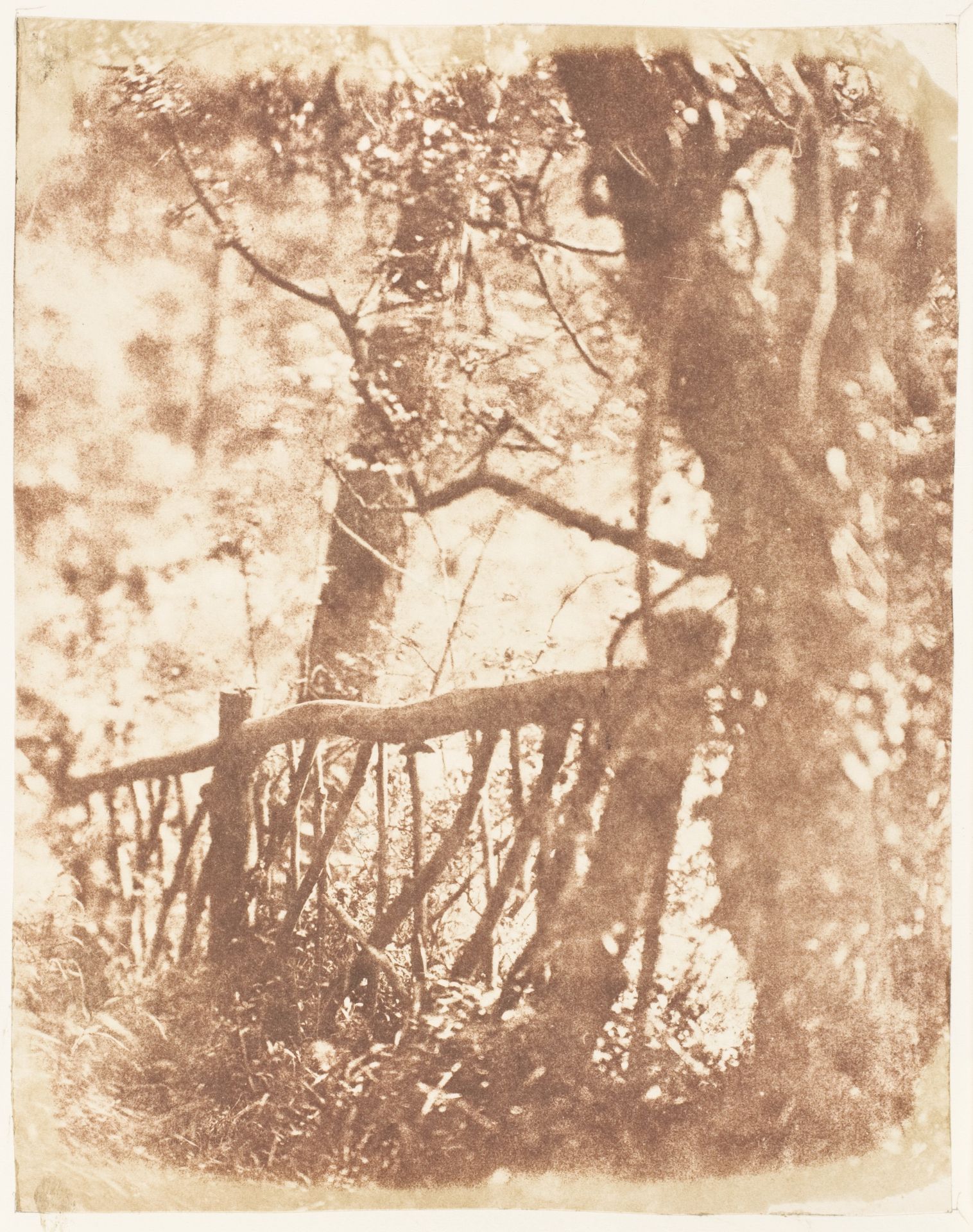 Tree at Colinton by Hill and Adamson