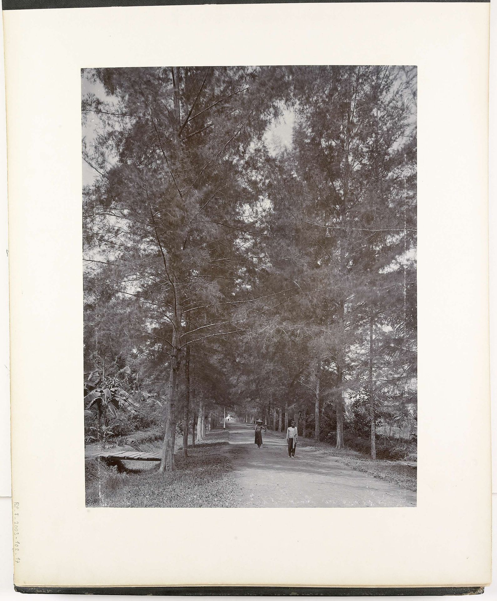Gezicht op Tjemara Allee, Tandjong Poera, Sumatra (Tjemara Allee Tandjong Poera) by Carl J. Kleingrothe