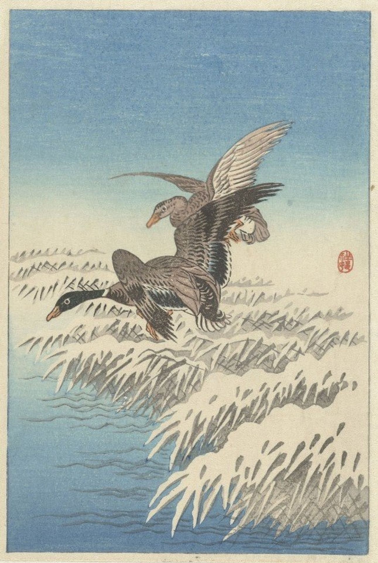 Flock of ducks flying above snowy reed collar by Ohara Koson