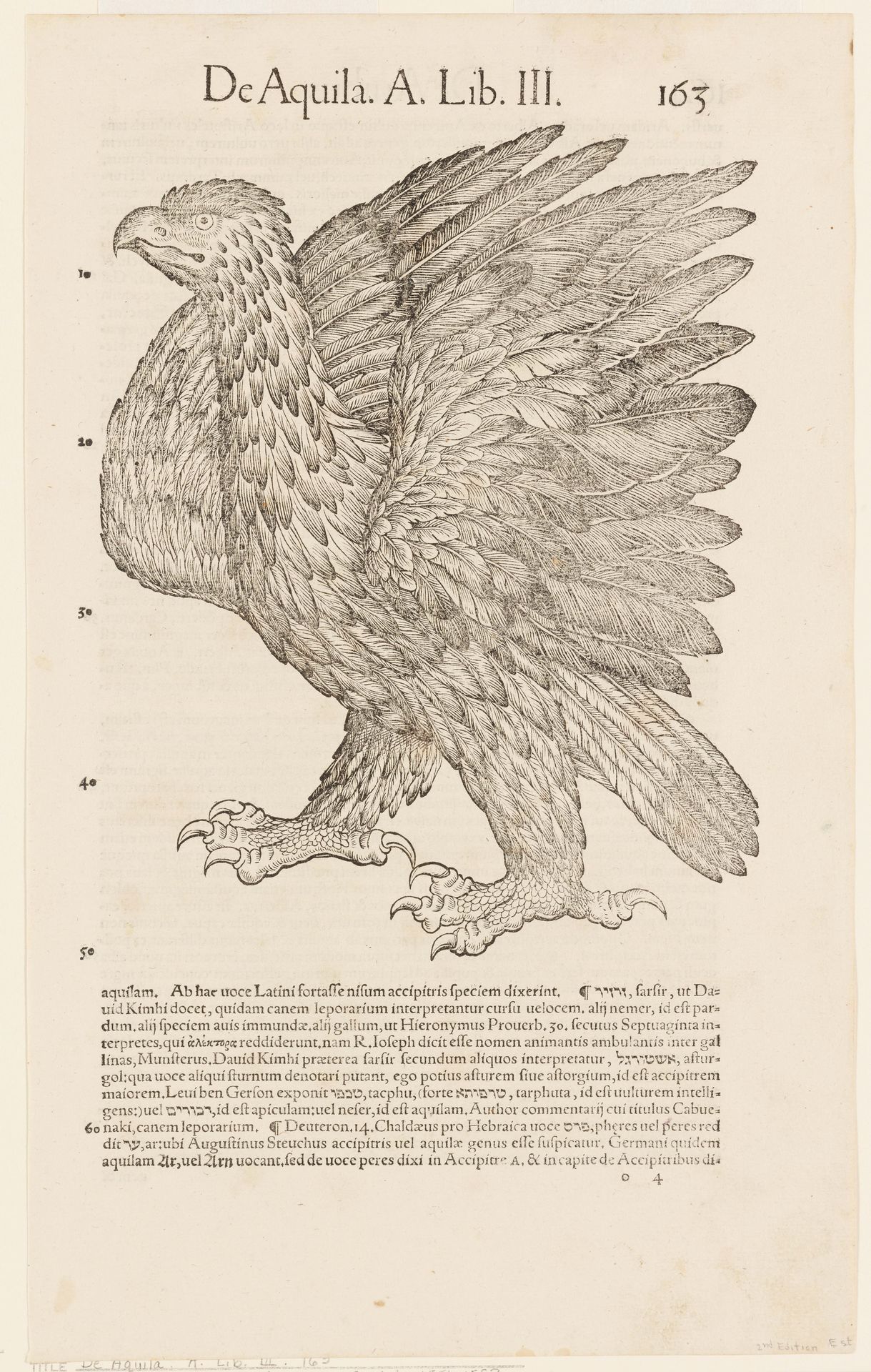 Bird Print. De Aquila. A. Lib. III. 163 by Conrad Gesner
