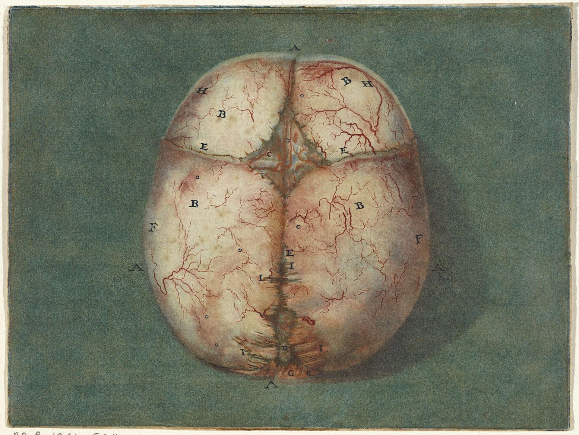 Prints of the Brain and the Heart by Jan l' Admiral