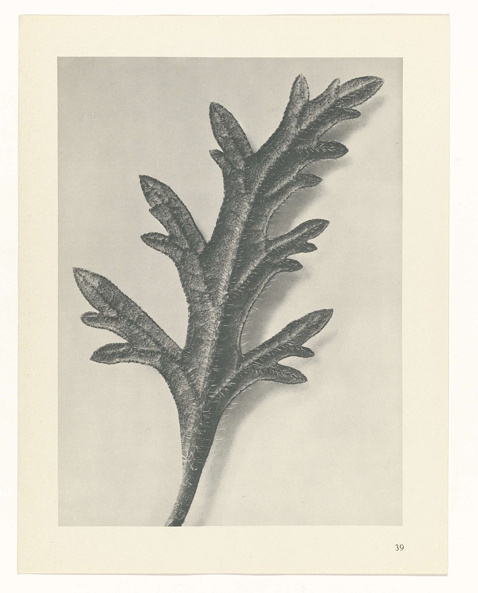 Plantstudie by Karl Blossfeldt