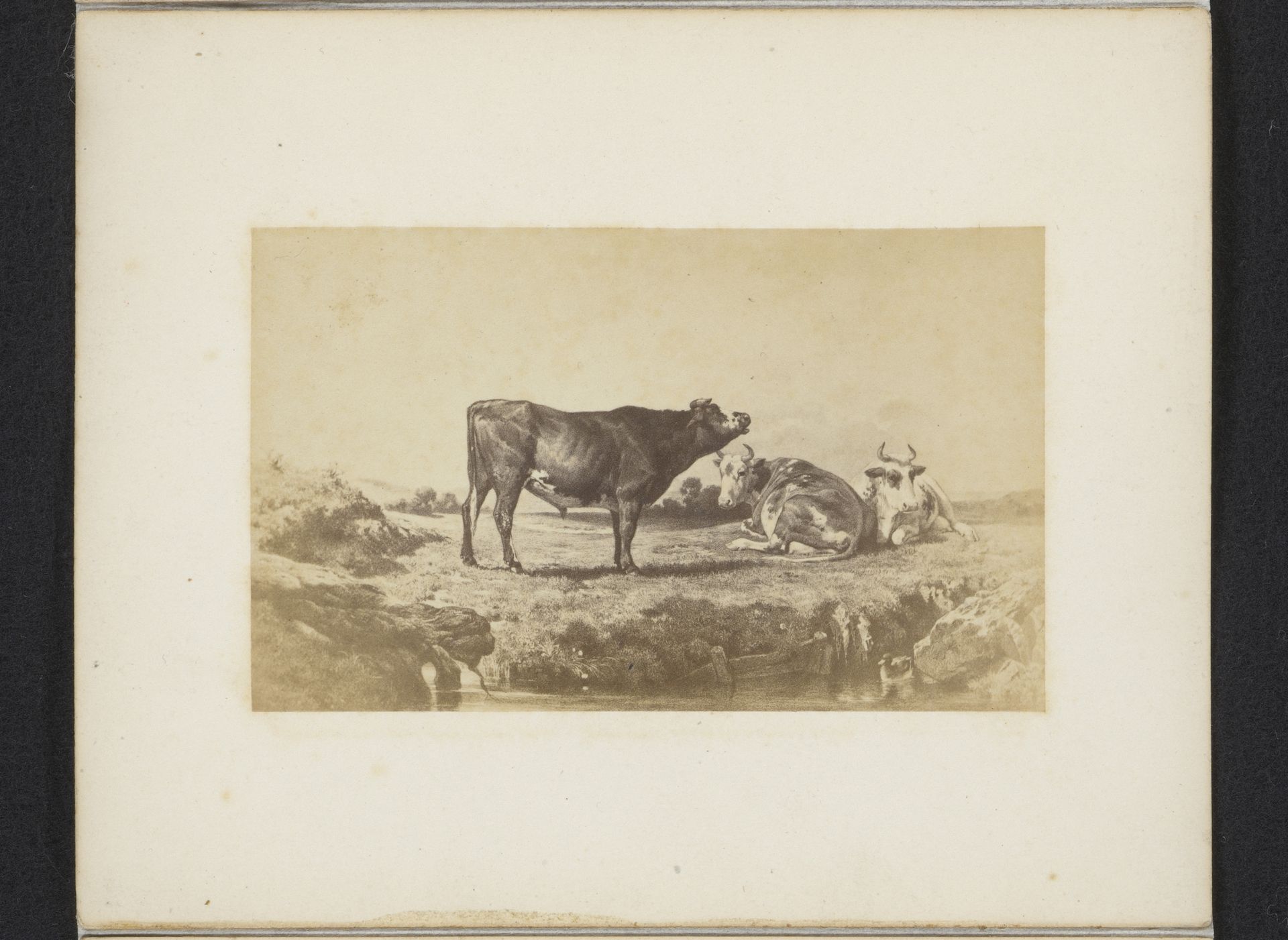 Fotoreproductie van een schilderij van Rosa Bonheur van runderen in een landschap by Anonymous