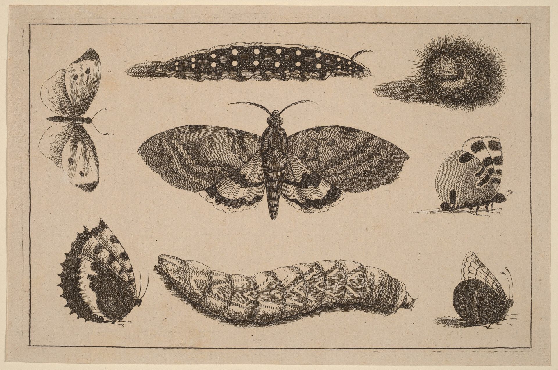 Three Caterpillars, a Moth, and Four Butterflies by Wenceslaus Hollar