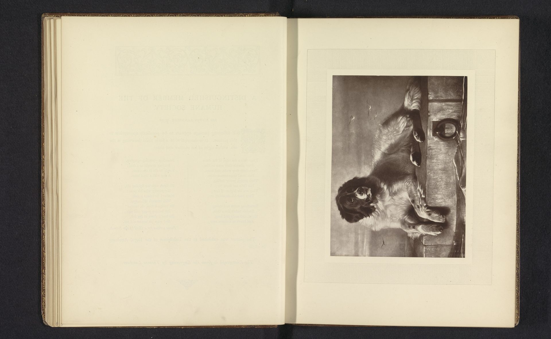 Fotoreproductie van een prent naar het schilderij A Distinguished Member of the Humane Society door Edwin Henry Landseer by Anonymous