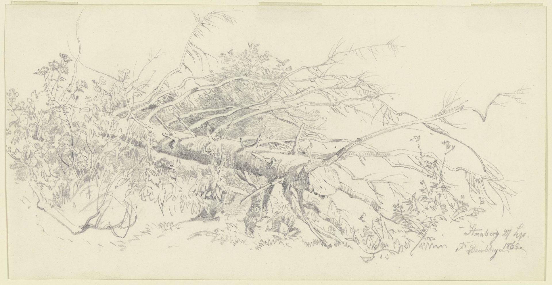 Abgesägter Nadelbaum bei Starnberg by Fritz Bamberger