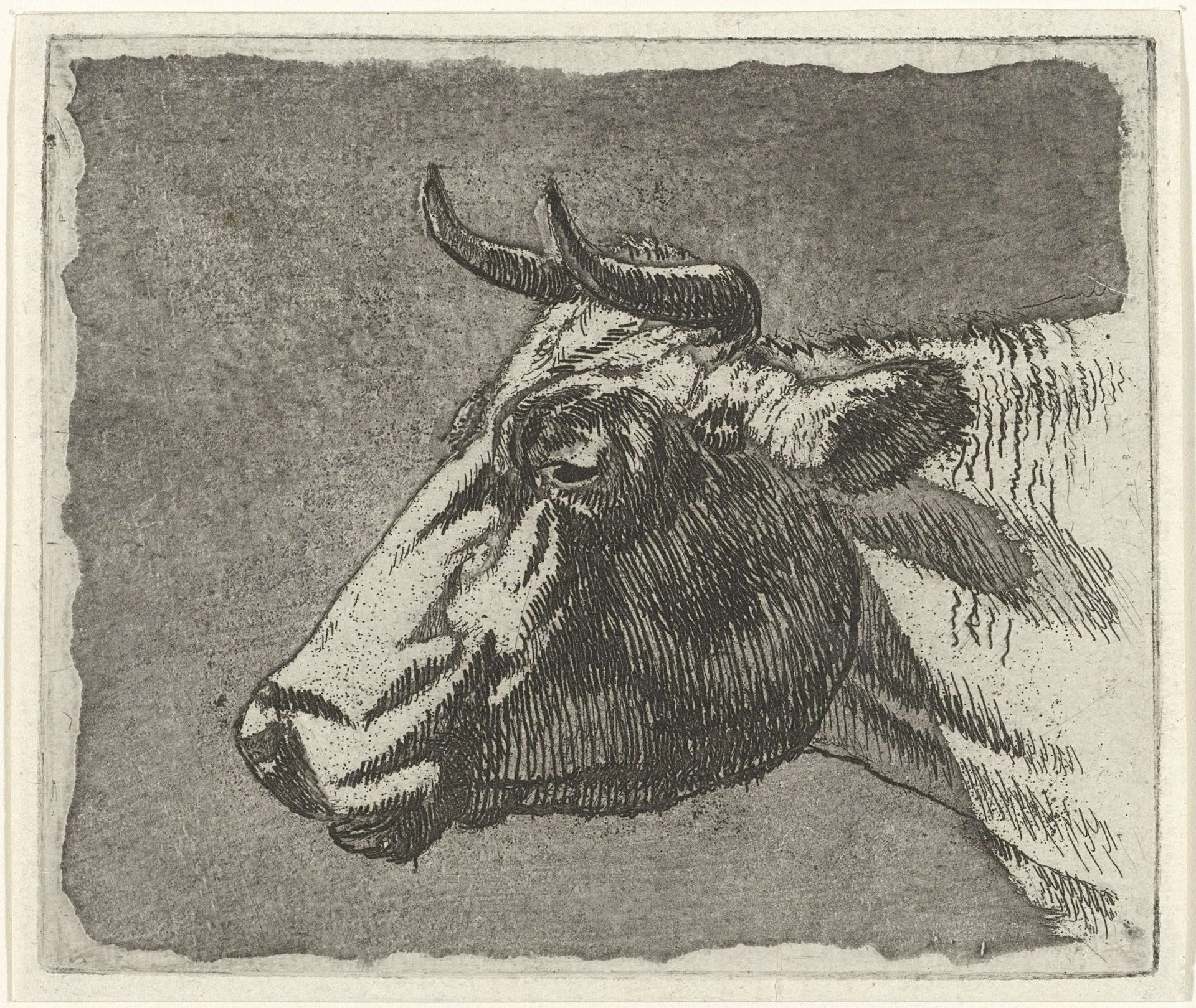 Koeienkop by Johannes Janson