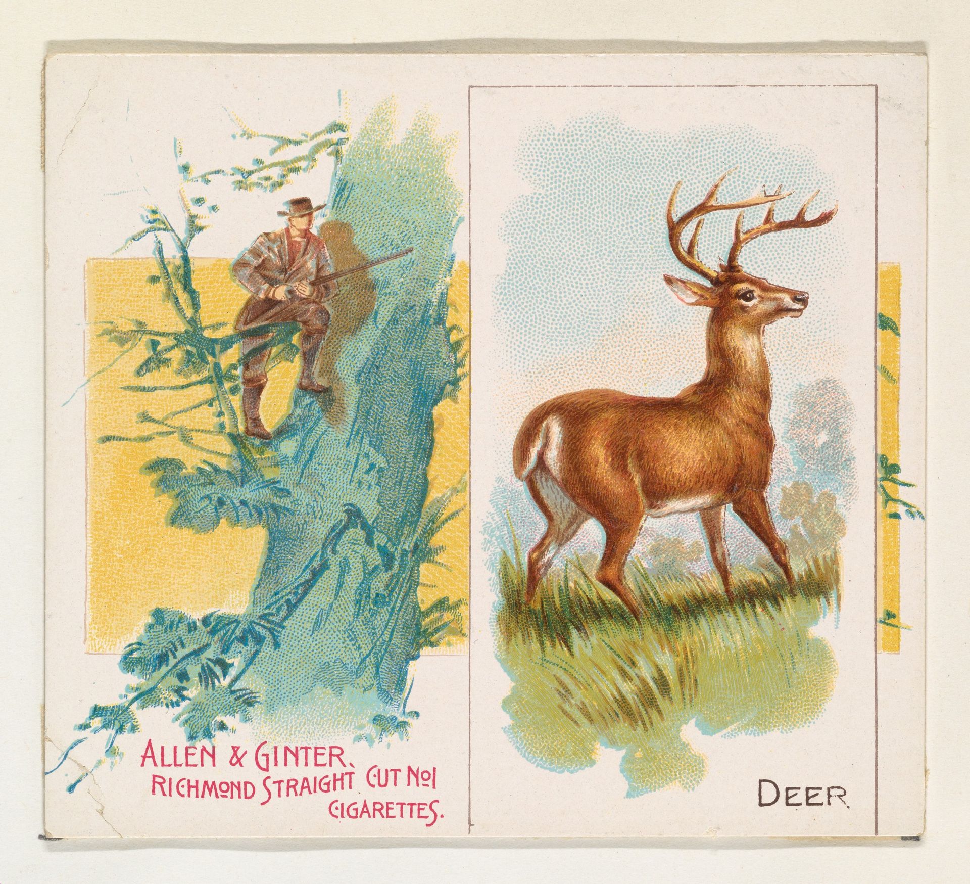 Deer, from Quadrupeds series (N41) for Allen & Ginter Cigarettes by Allen & Ginter