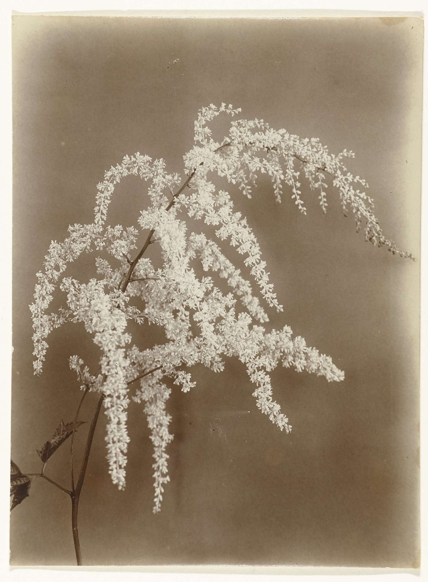 Tak van een astilbe by Richard Tepe