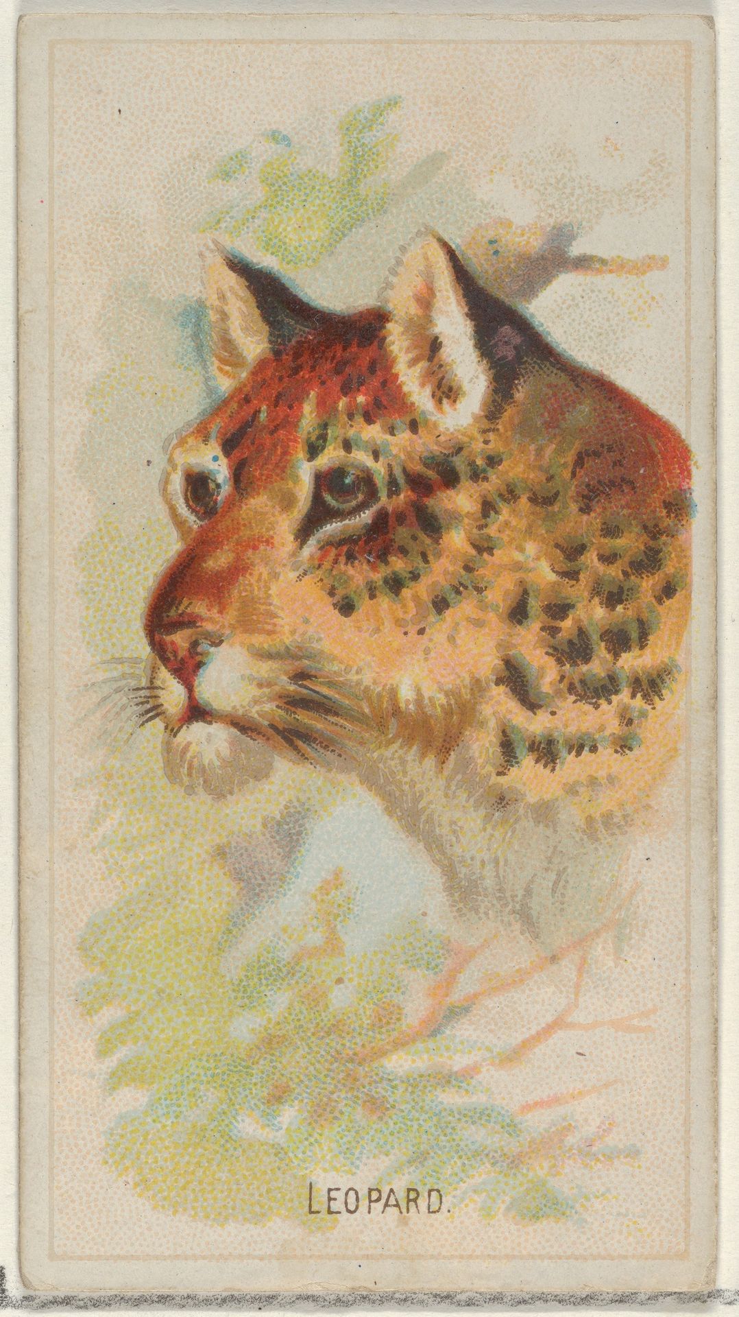 Leopard, from the Wild Animals of the World series (N25) for Allen & Ginter Cigarettes by Allen & Ginter
