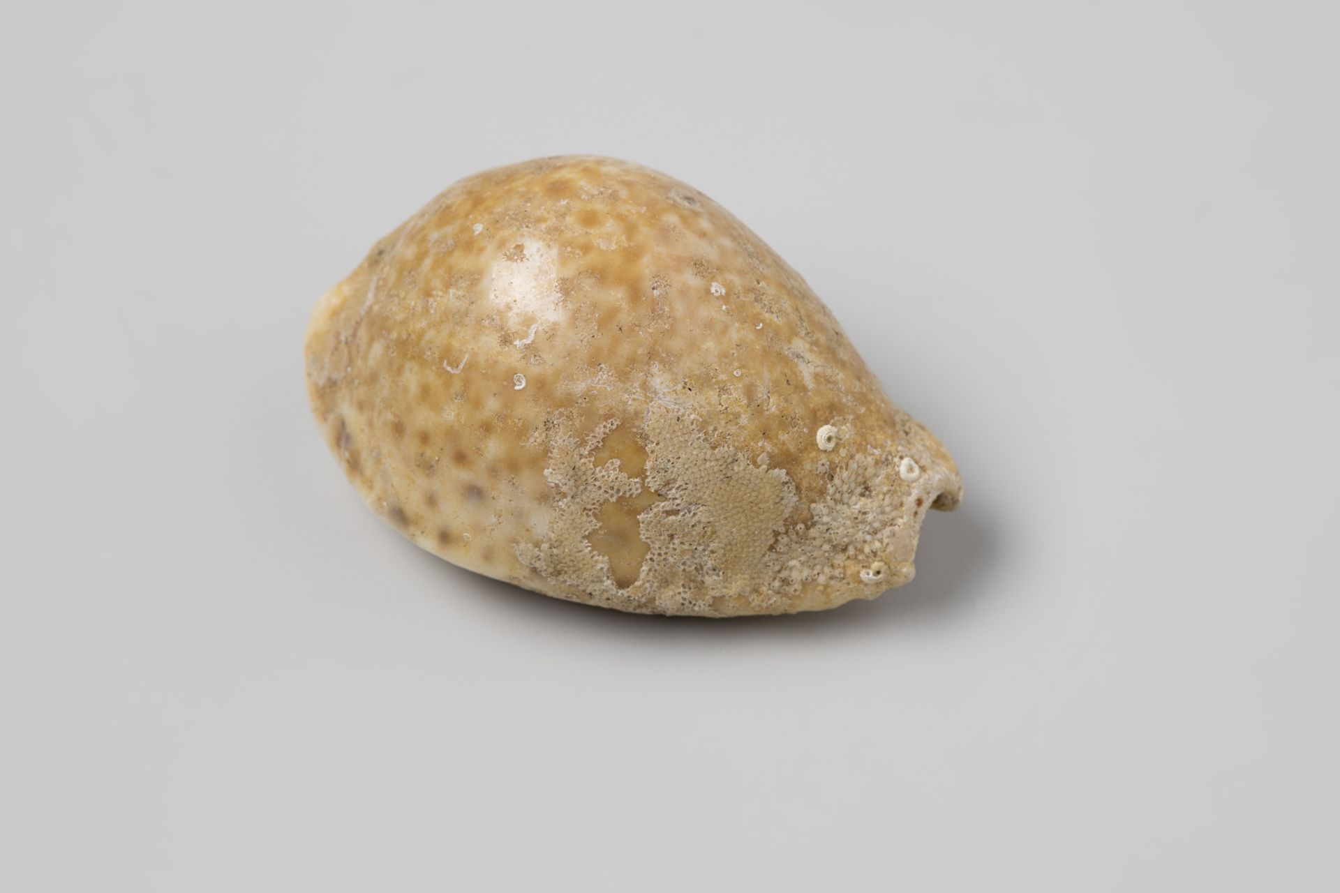 Erosaria spurca shell from the wreck of the Dutch East India ship Witte Leeuw by niet van toepassing
