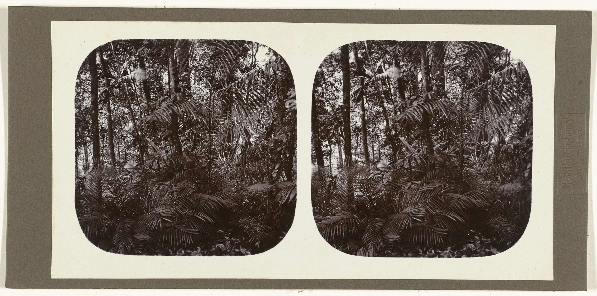 Bos met rotan palmen by Neville Keasberry