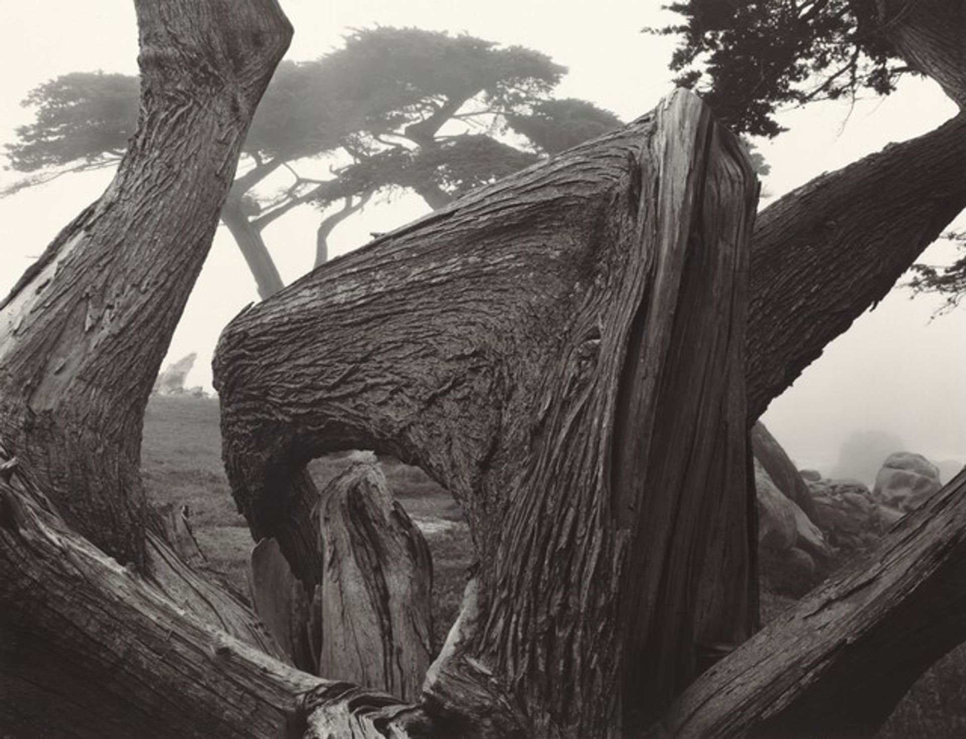 Cypress and Fog, Pebble Beach, California by Ansel Adams